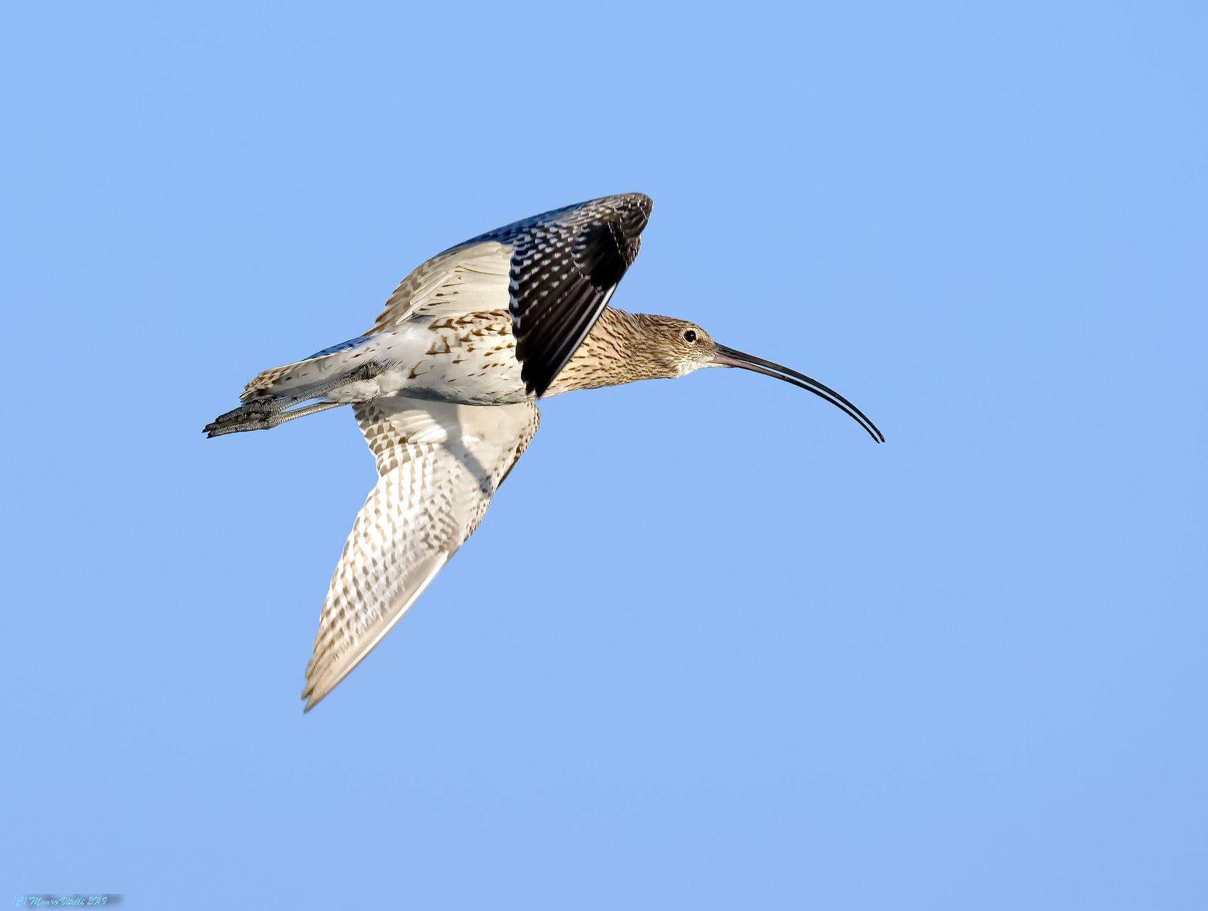 Chiurlo maggiore ( Numenius arquata)