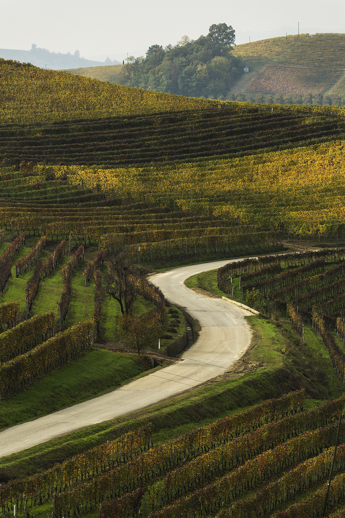 LANGHE 2019
