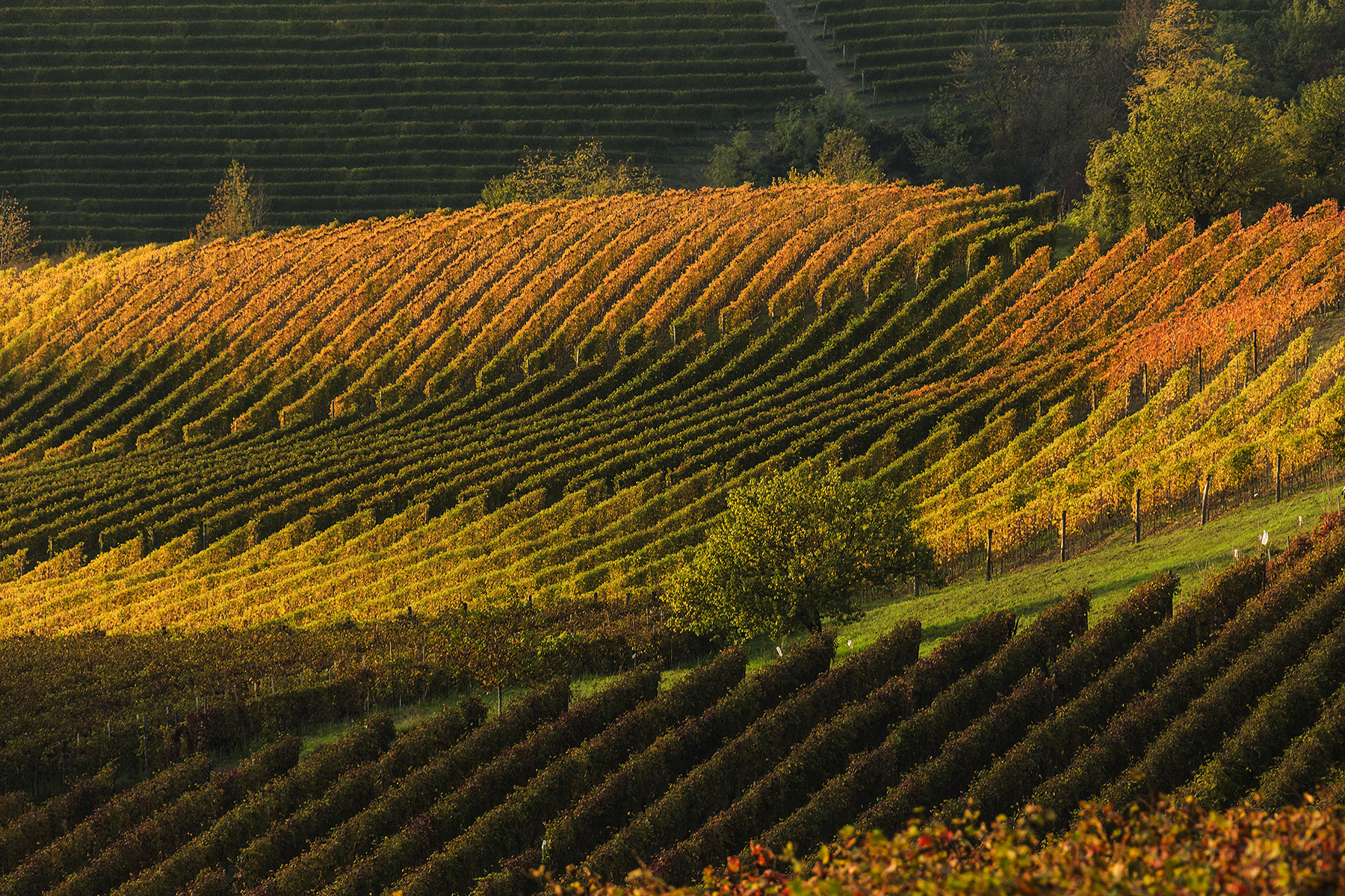 LANGHE 2019