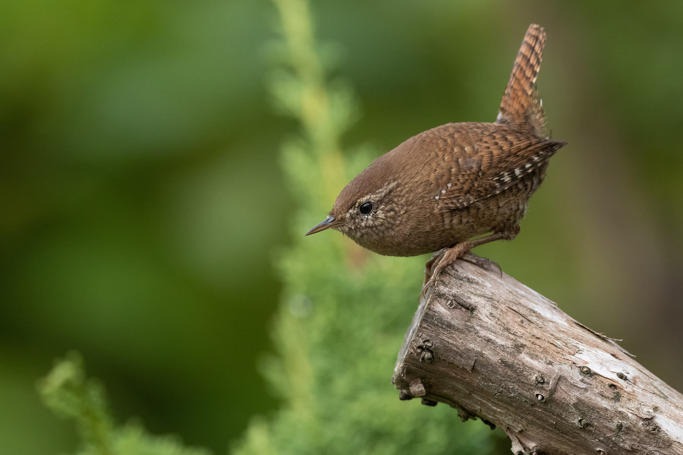 Wren