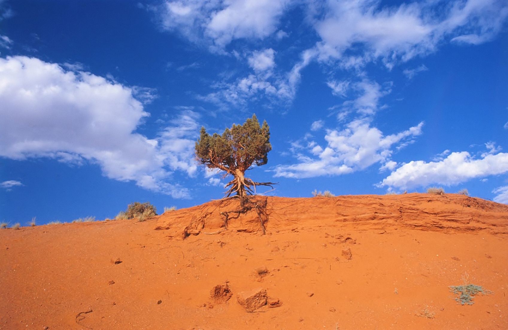 Albero solitario nella Monument Valley