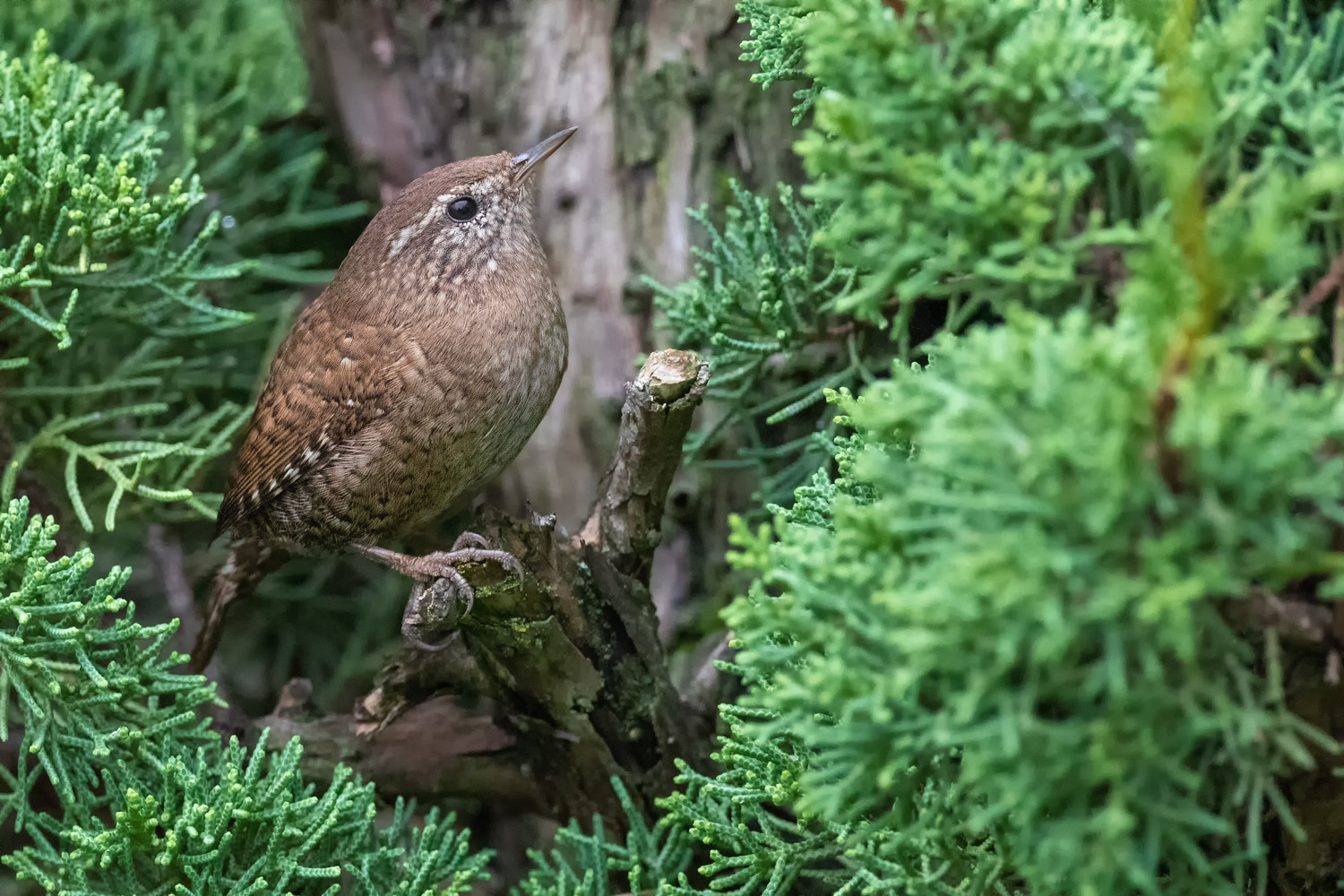 Wren