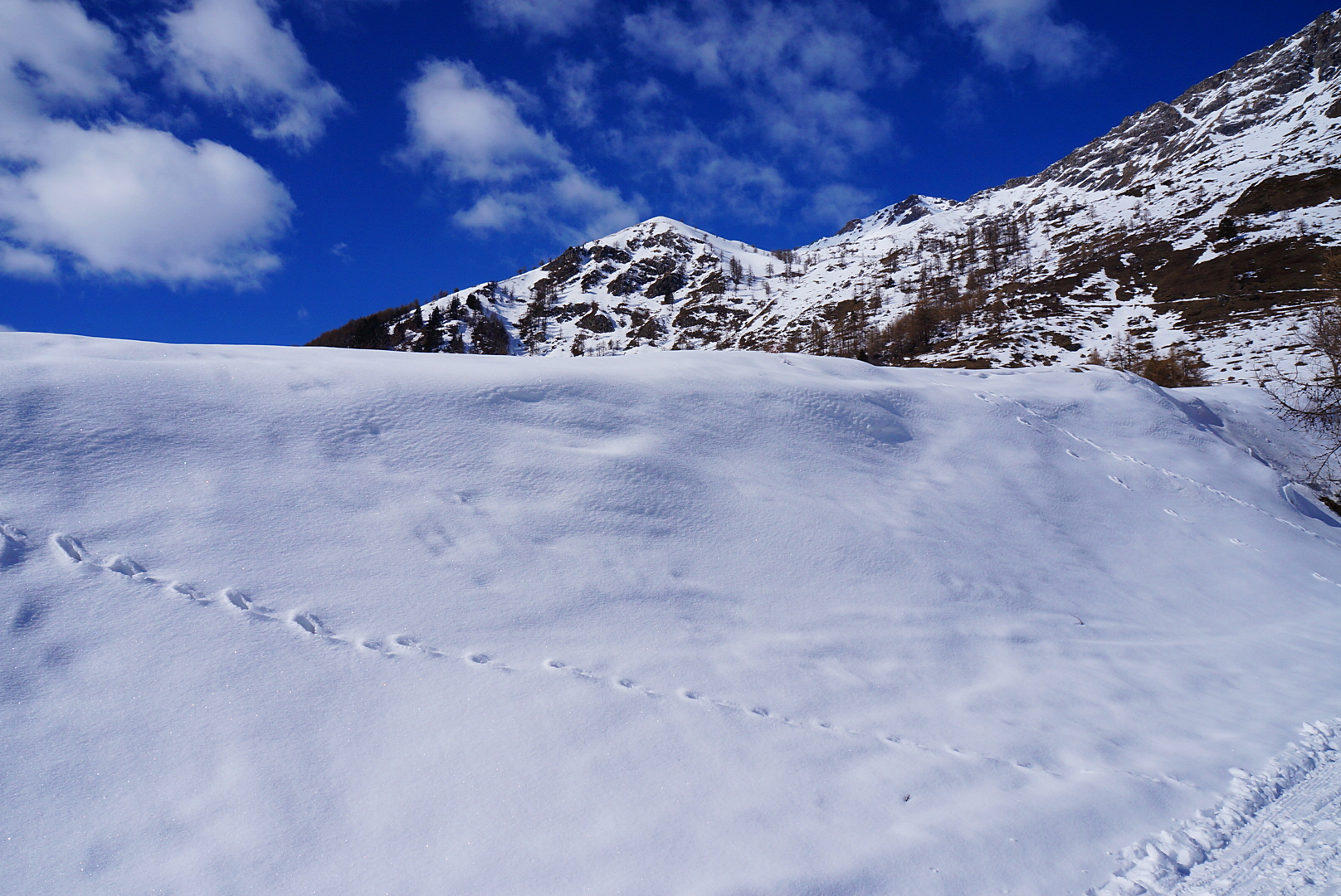 impronte sulla neve