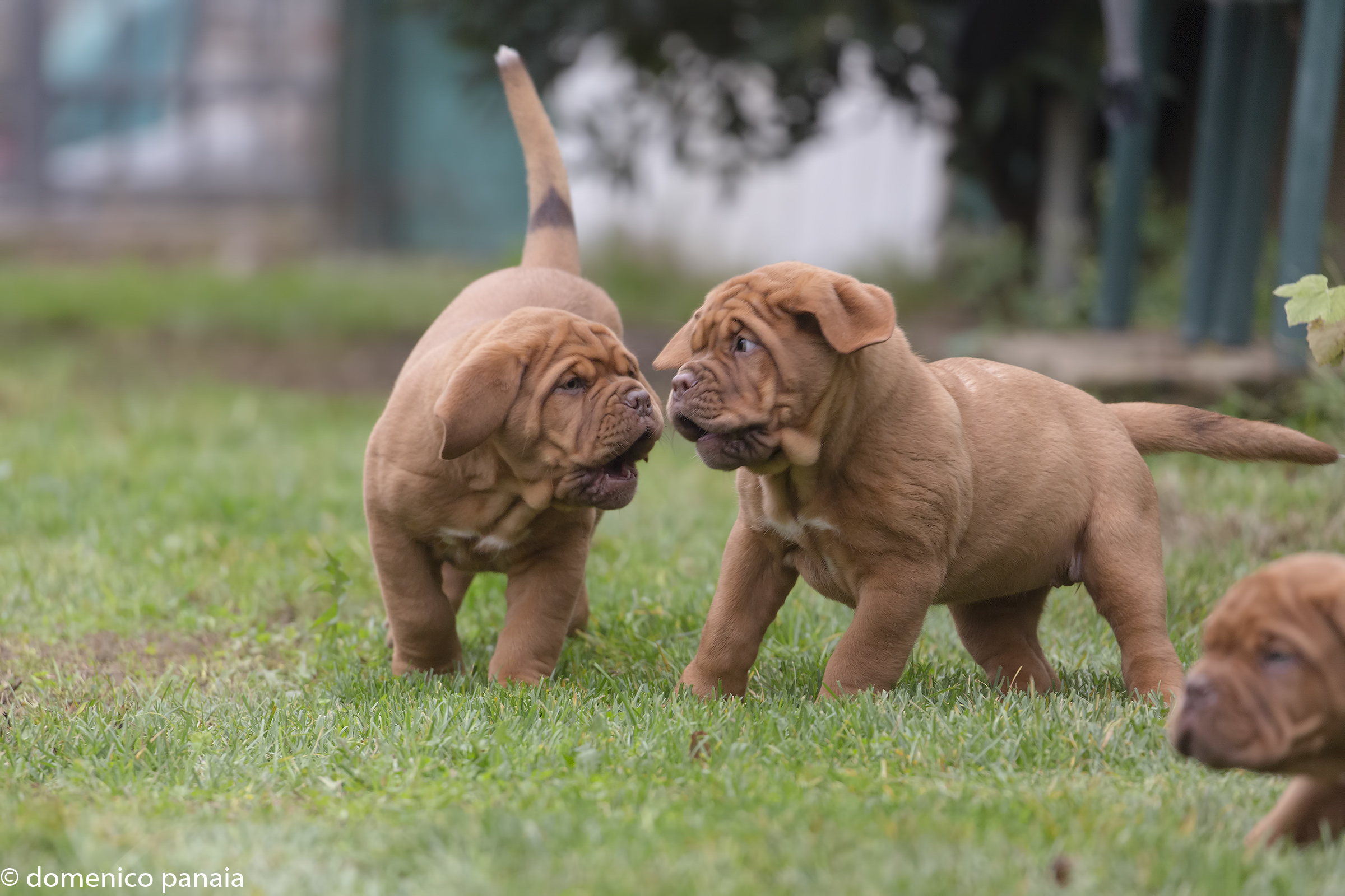 dogue de bordeaux