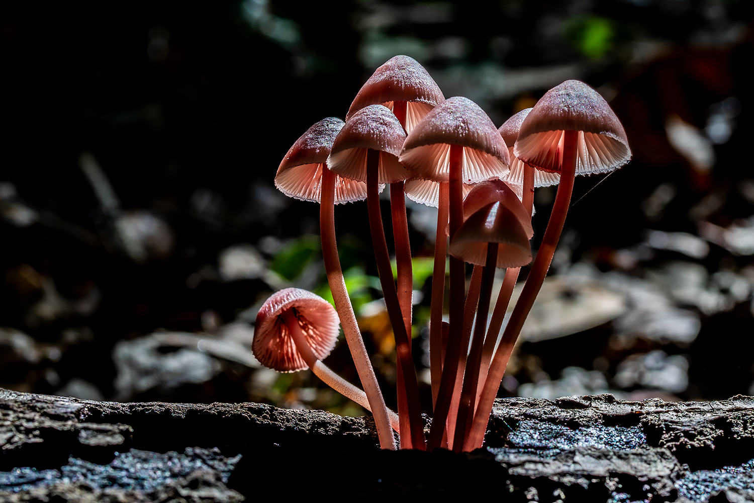 Mycena haematopus