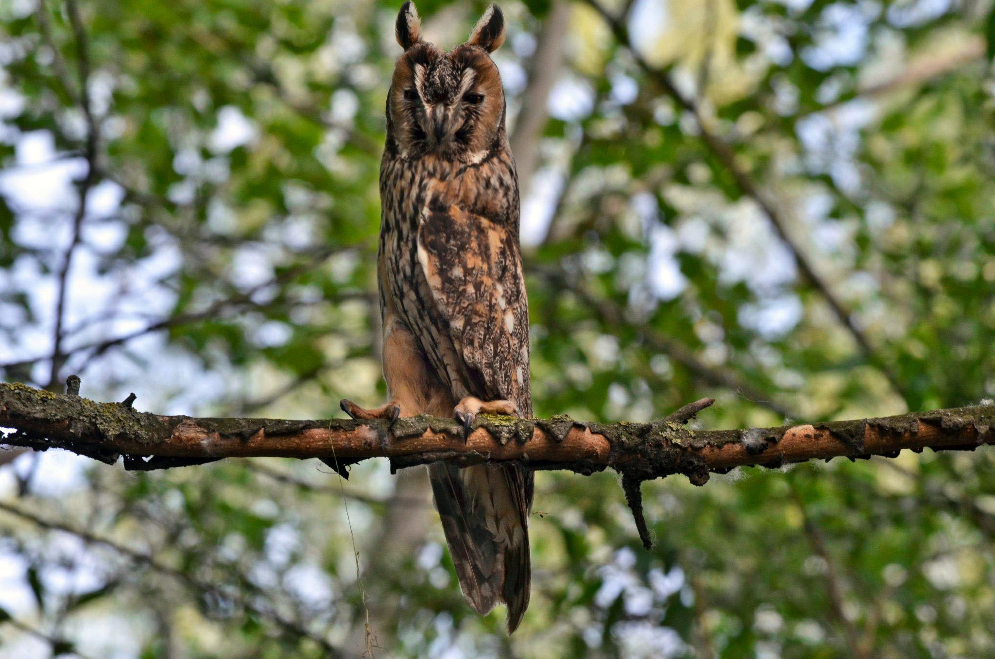 Eagle Owl!