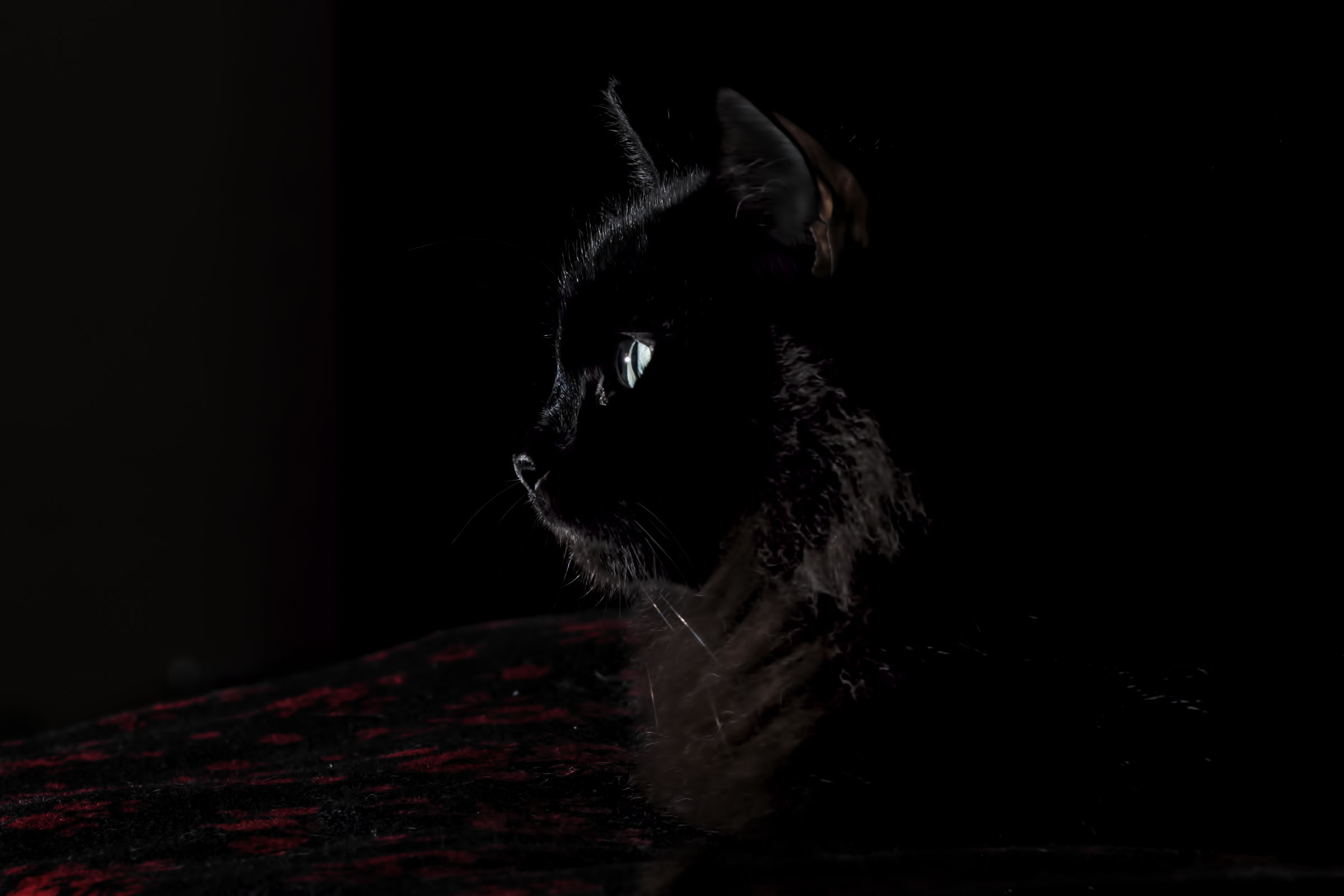 Lady Olivia (low key)