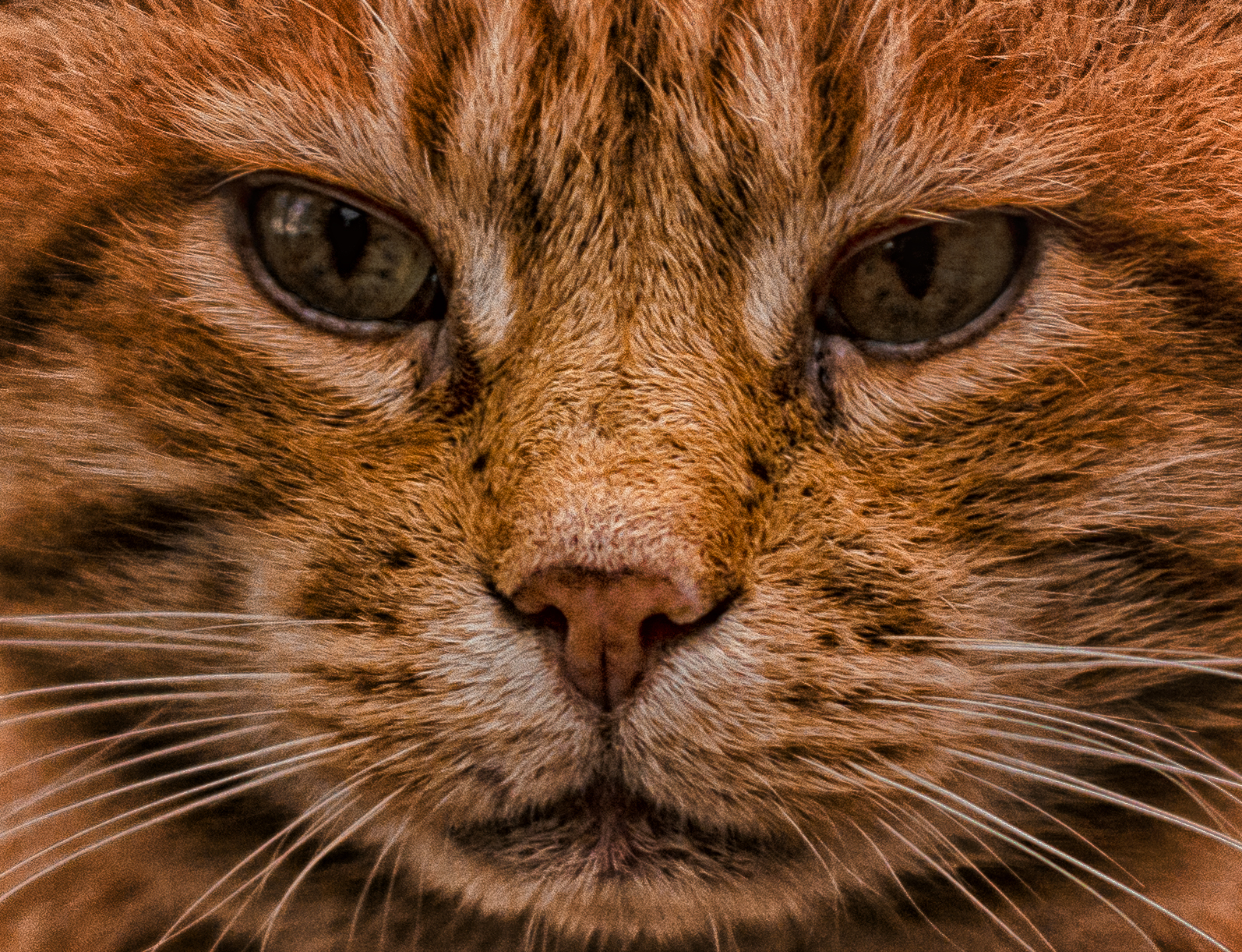 Con gli occhi di un gatto