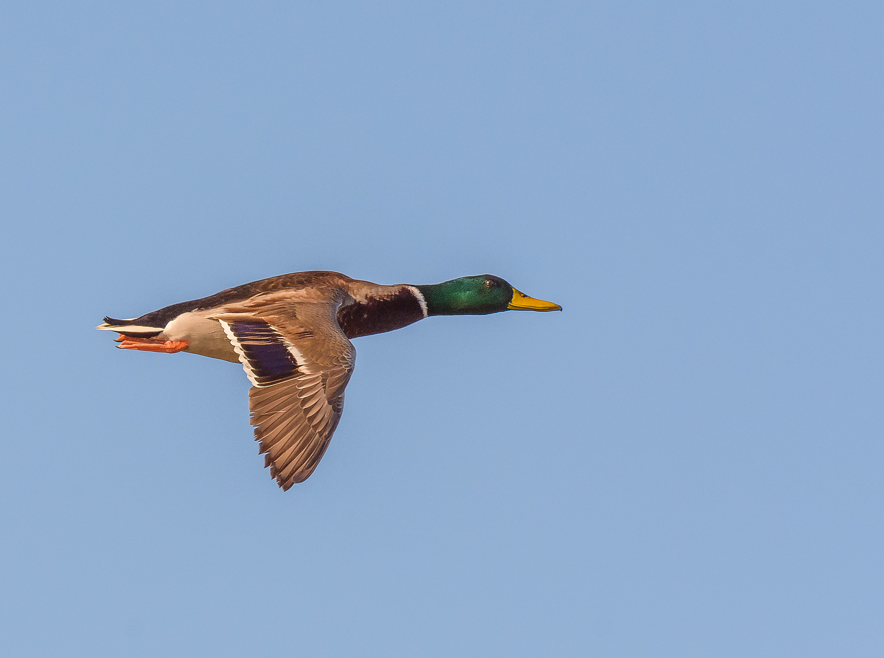 Mallard
