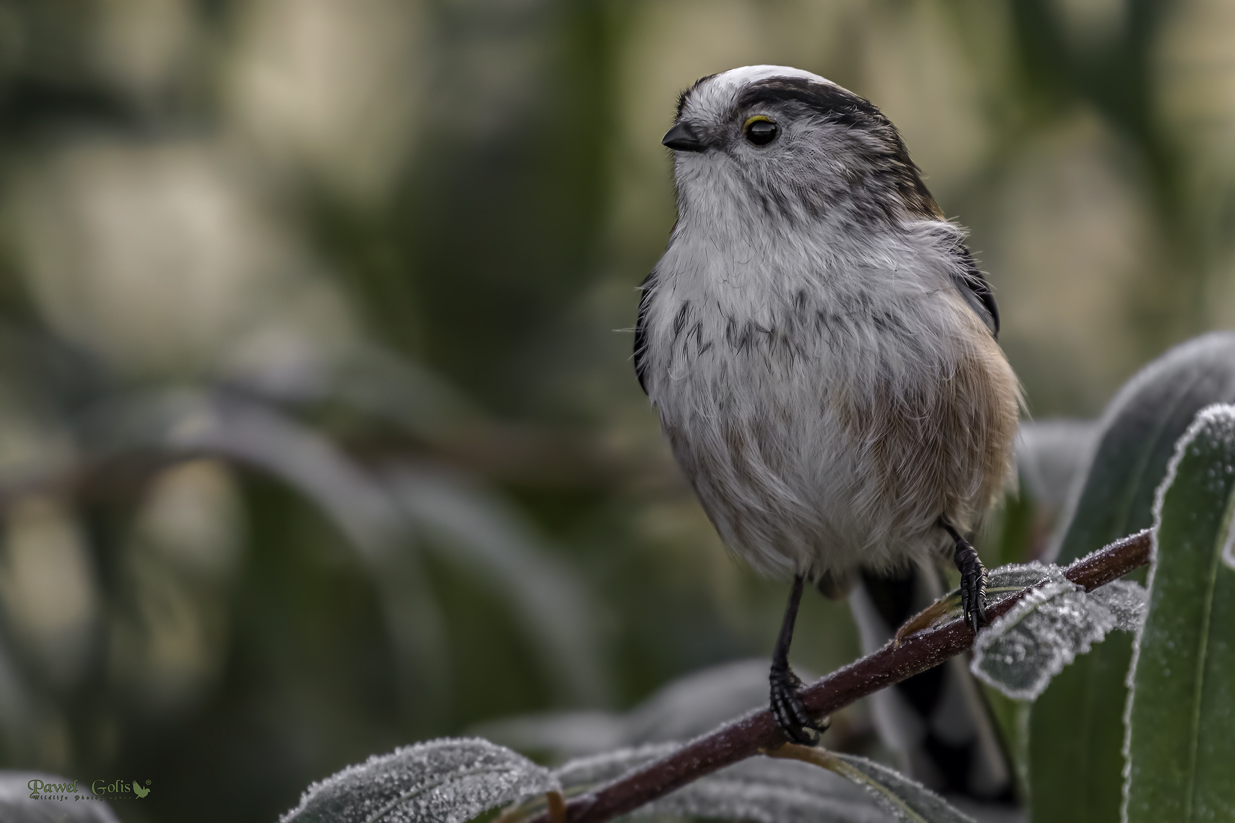 Long-tailed bushtit (Aegithalos caudatus)