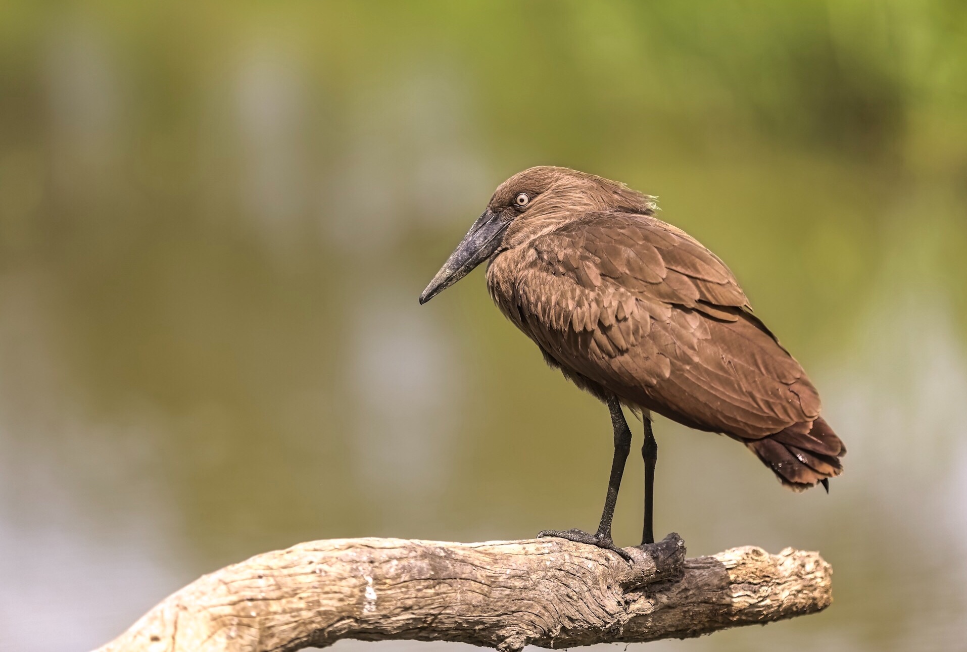 Hamerkop - Scopus Umbretta