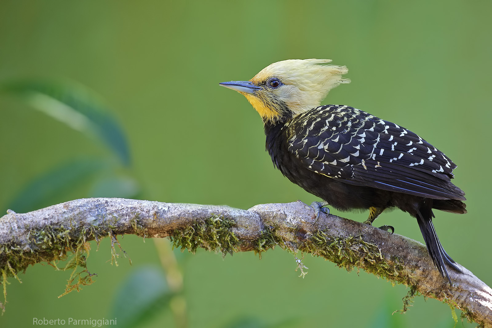 South American blonde crest peak