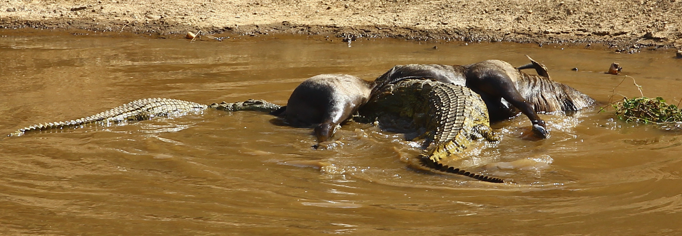 pasto del coccodrillo