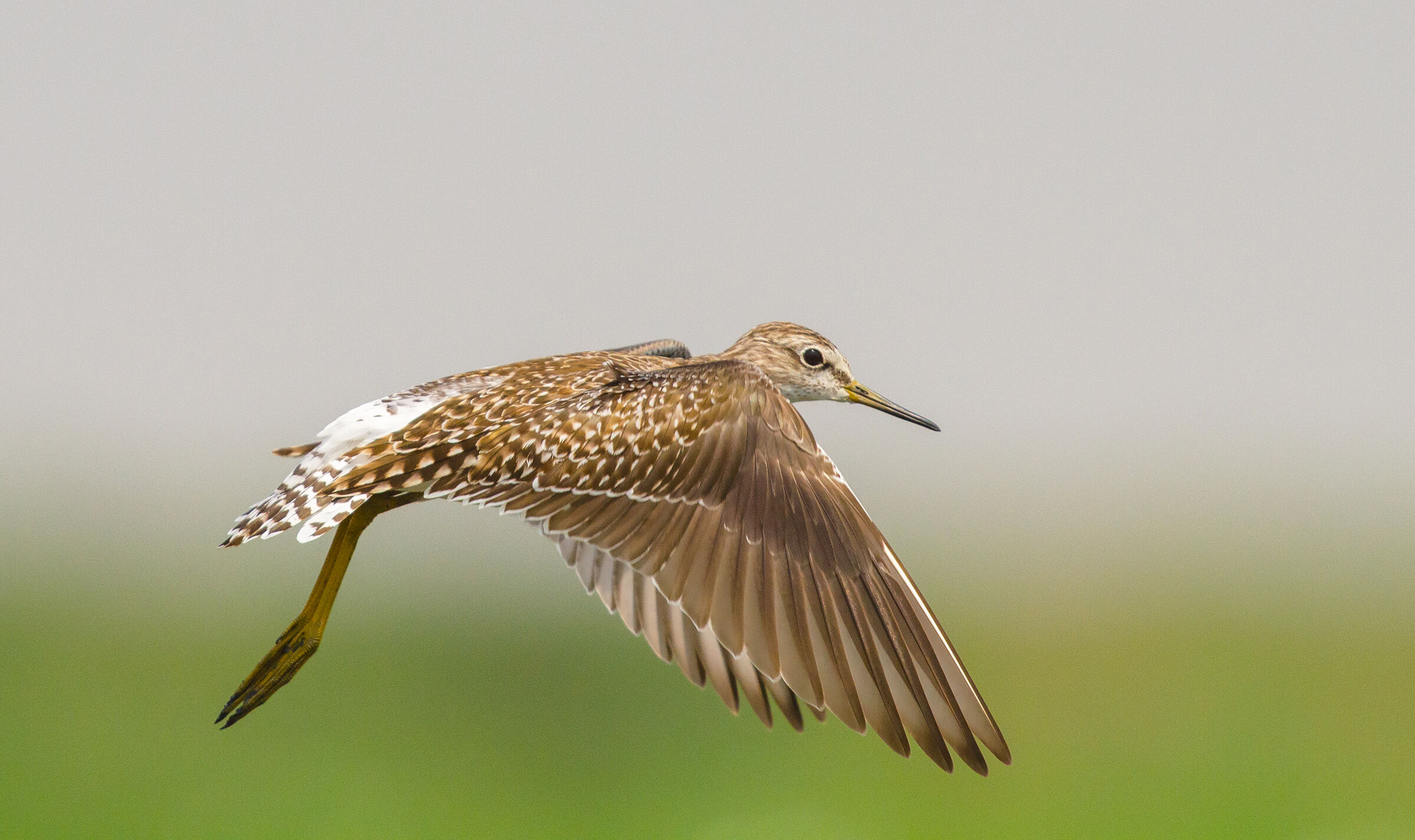 sandpiper in legno