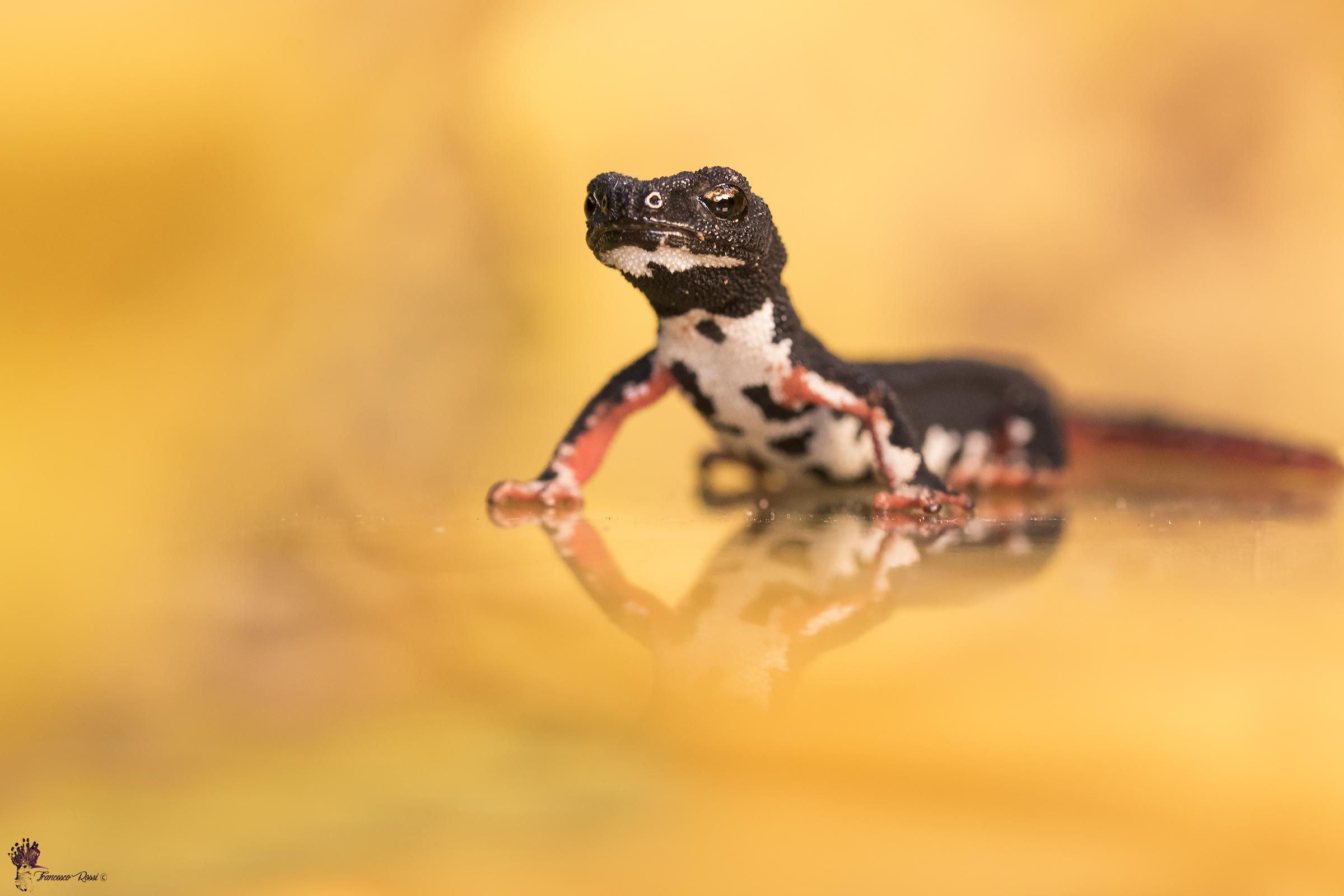 Salamander with Glasses
