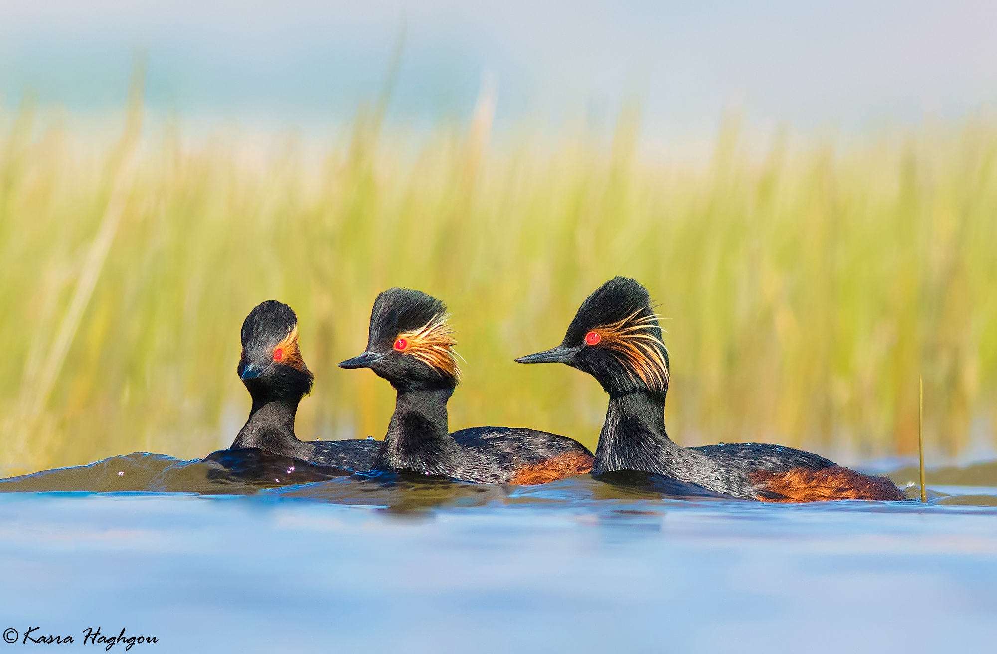 Black-necked Grebe