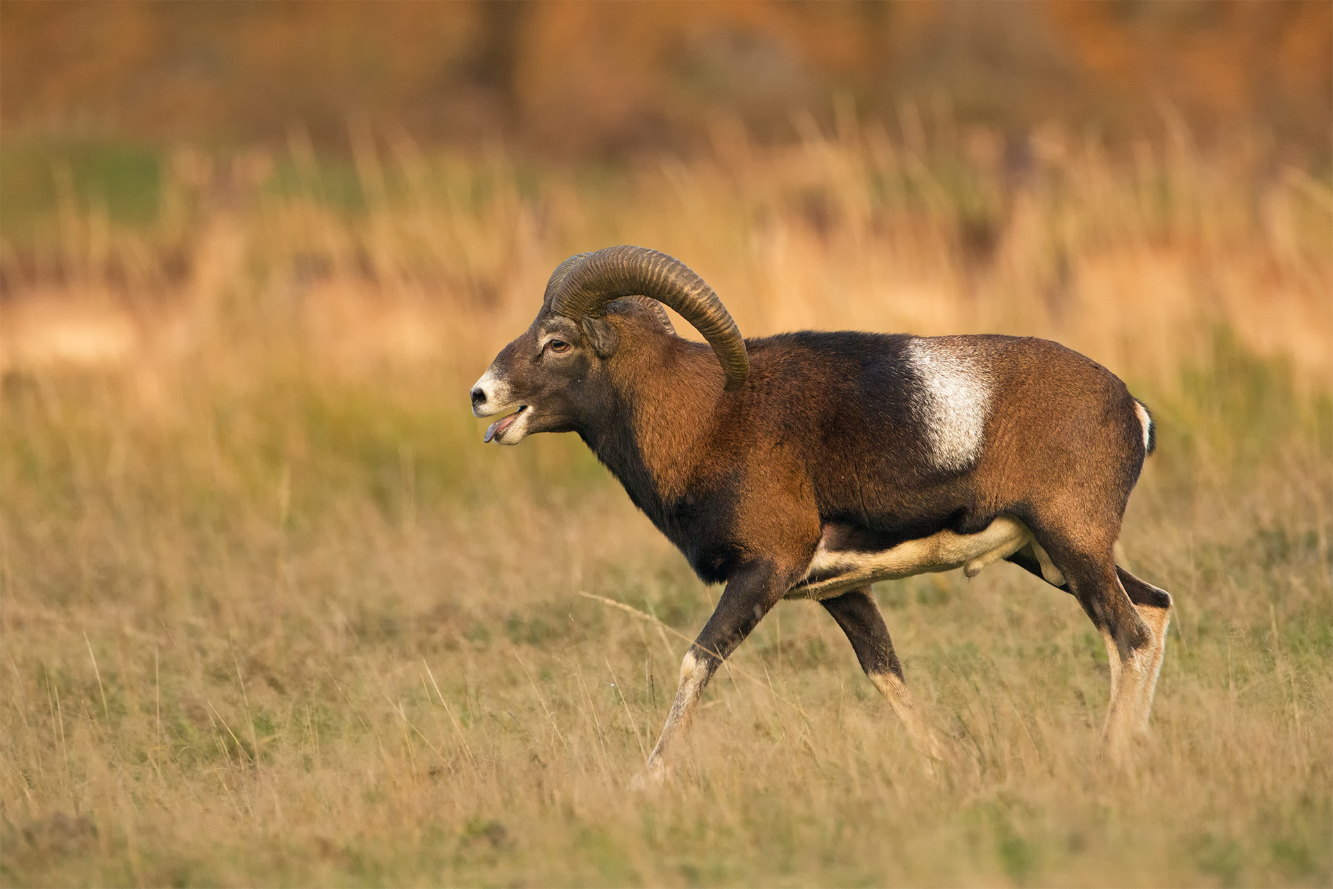 Ovis musimon (Moufflon)