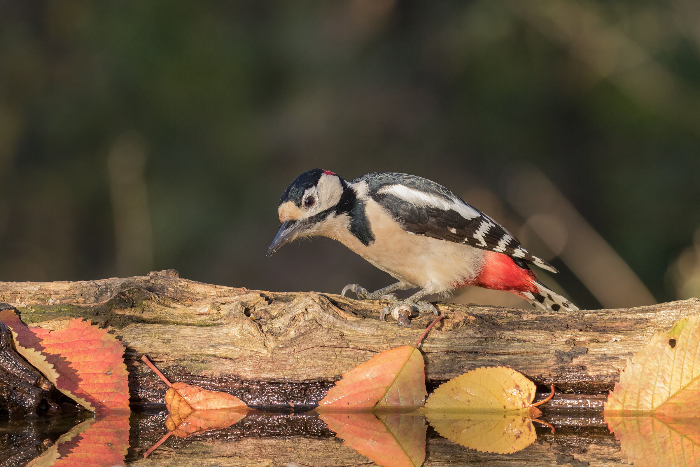Picchio rosso maggiore