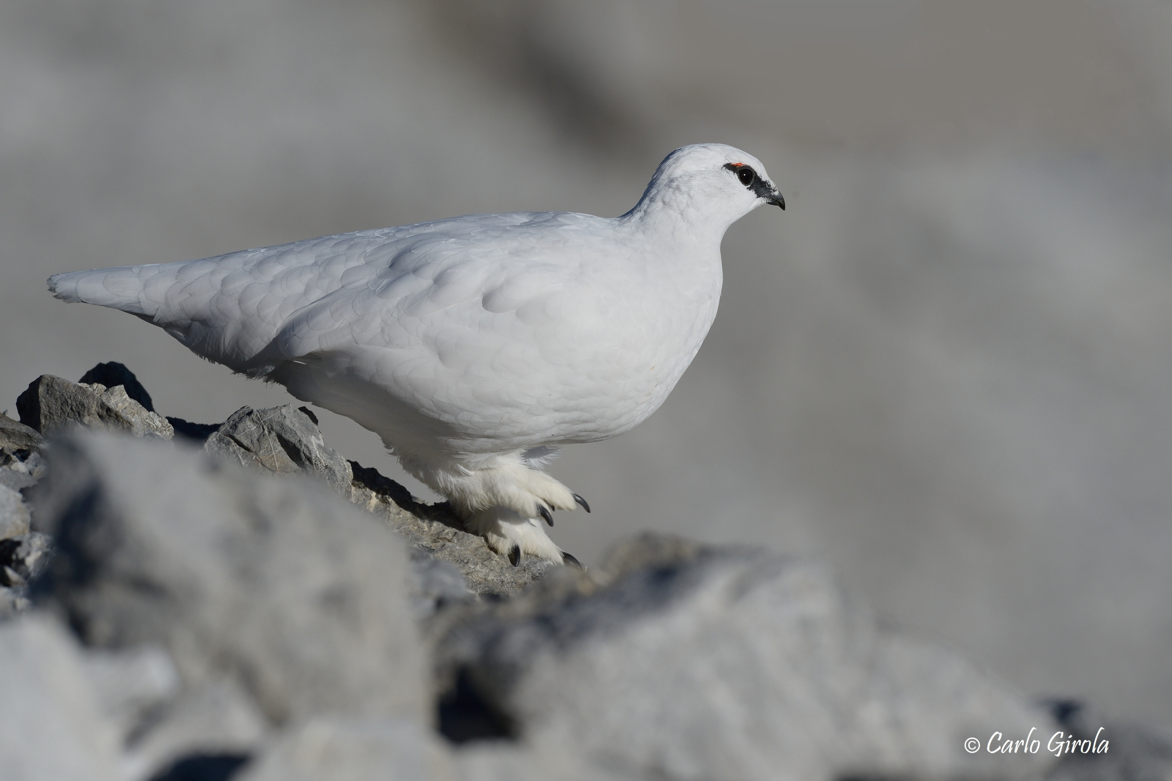 White partridge (Lagopus mute)