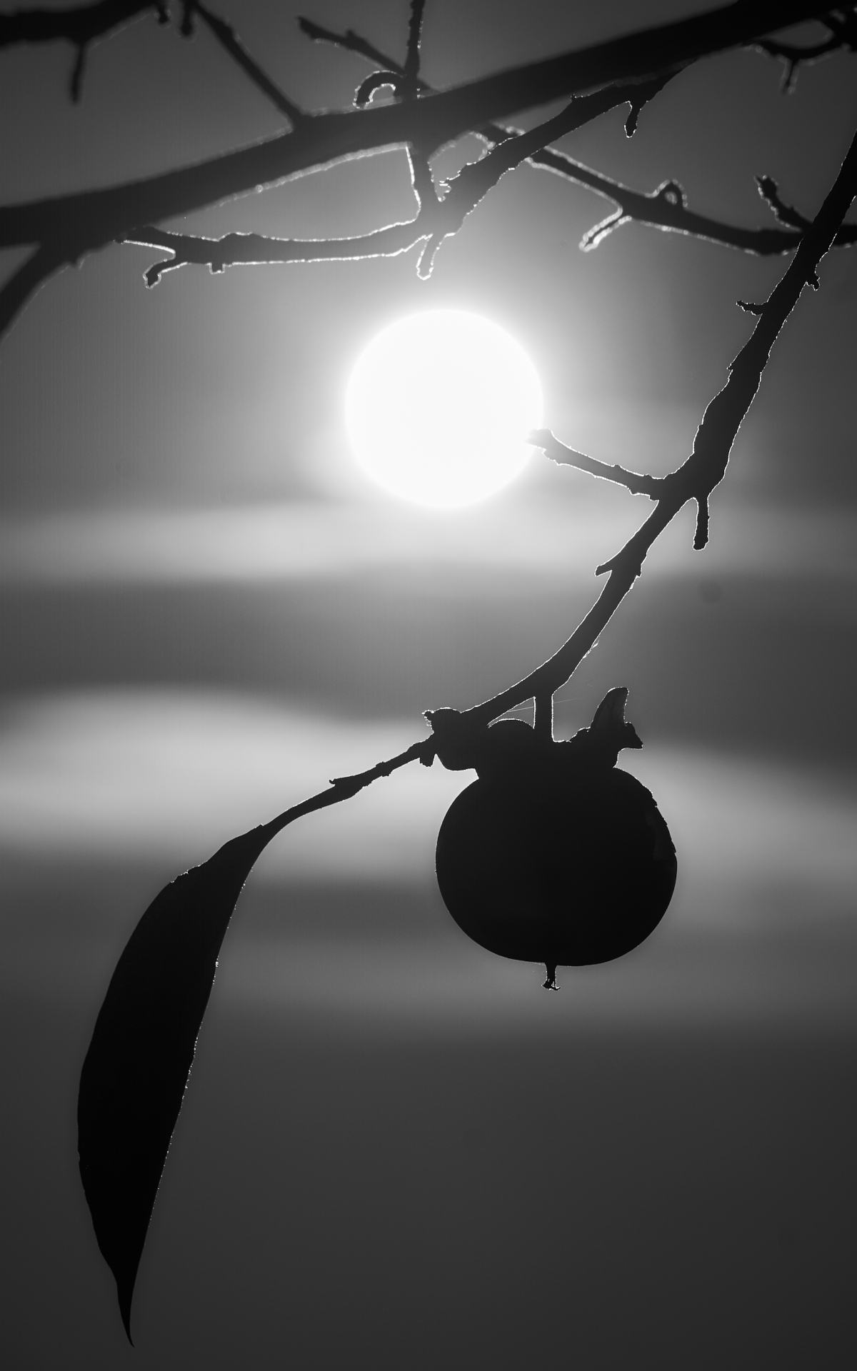 il sole e i suoi frutti