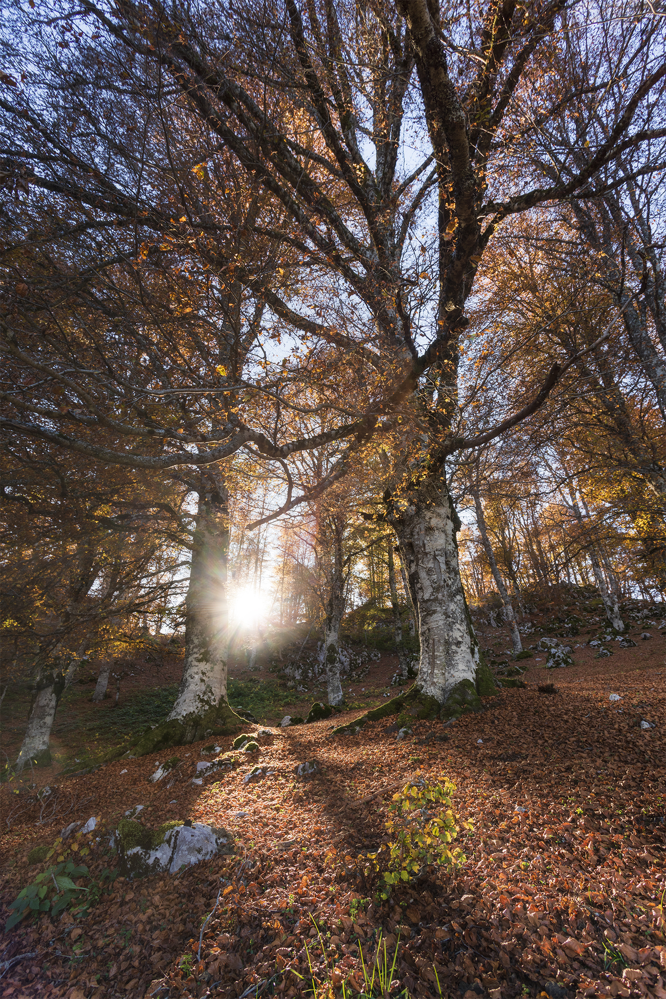 Il magico bosco di Marsia