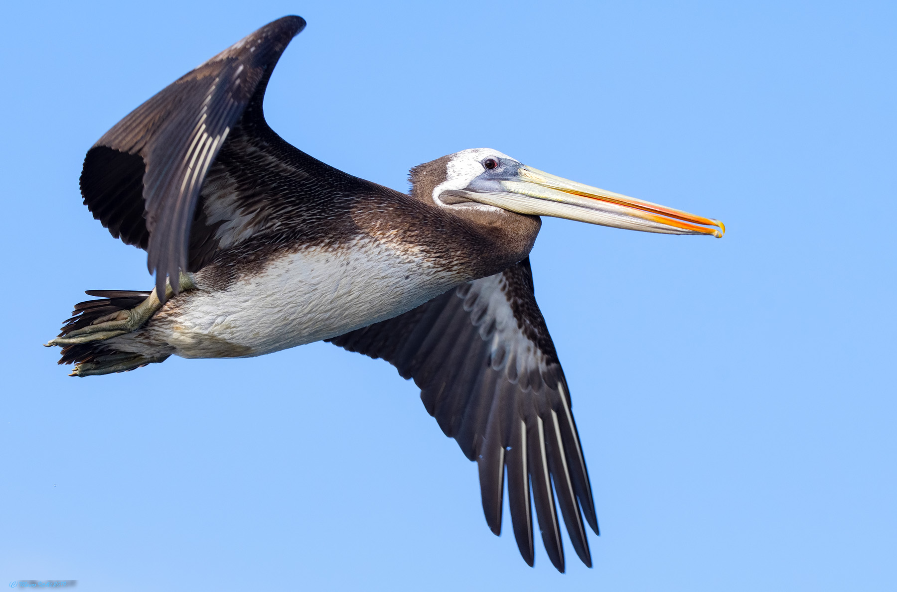Peruvian Pelican (Pelecanus thagus)