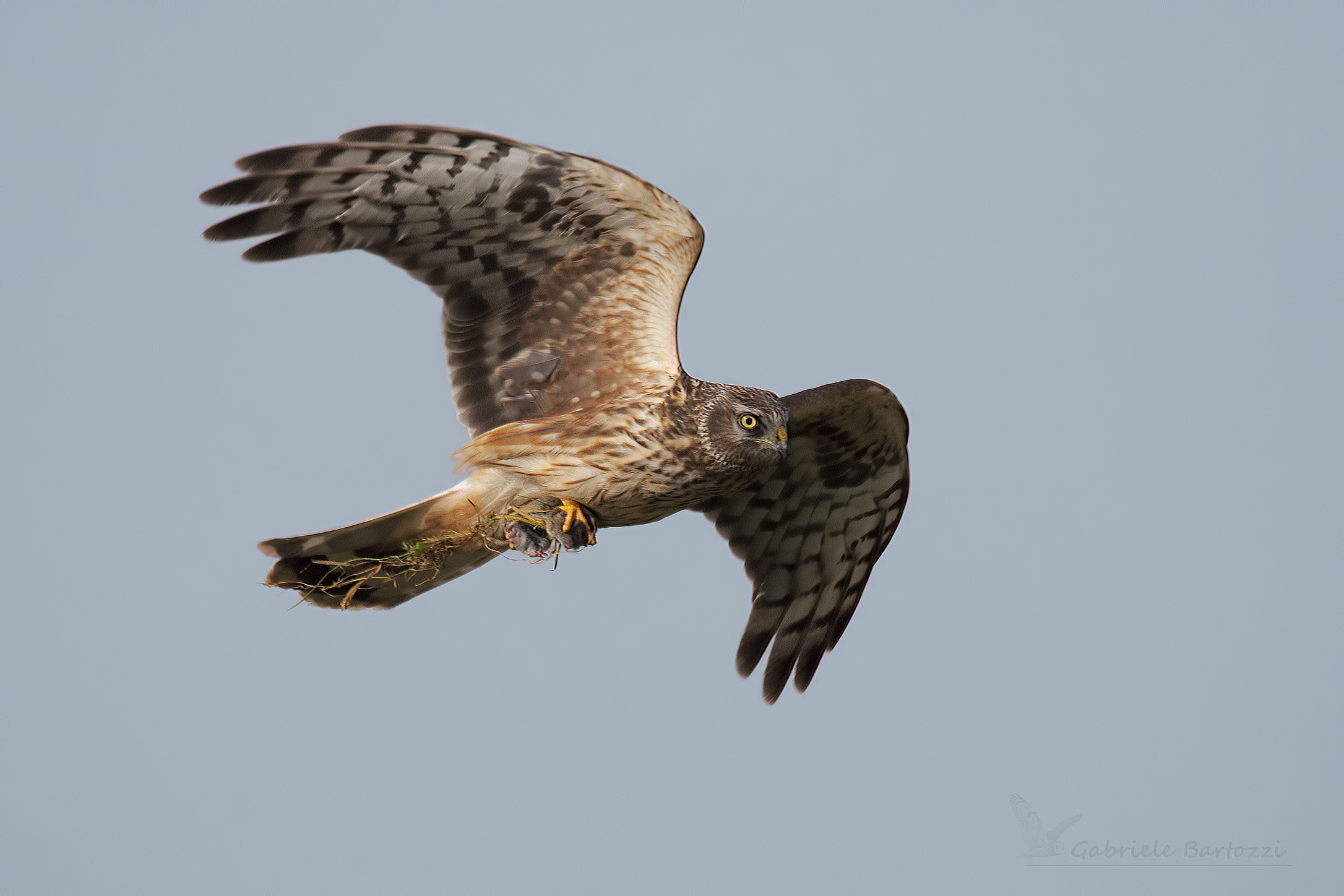 Albanella reale con preda