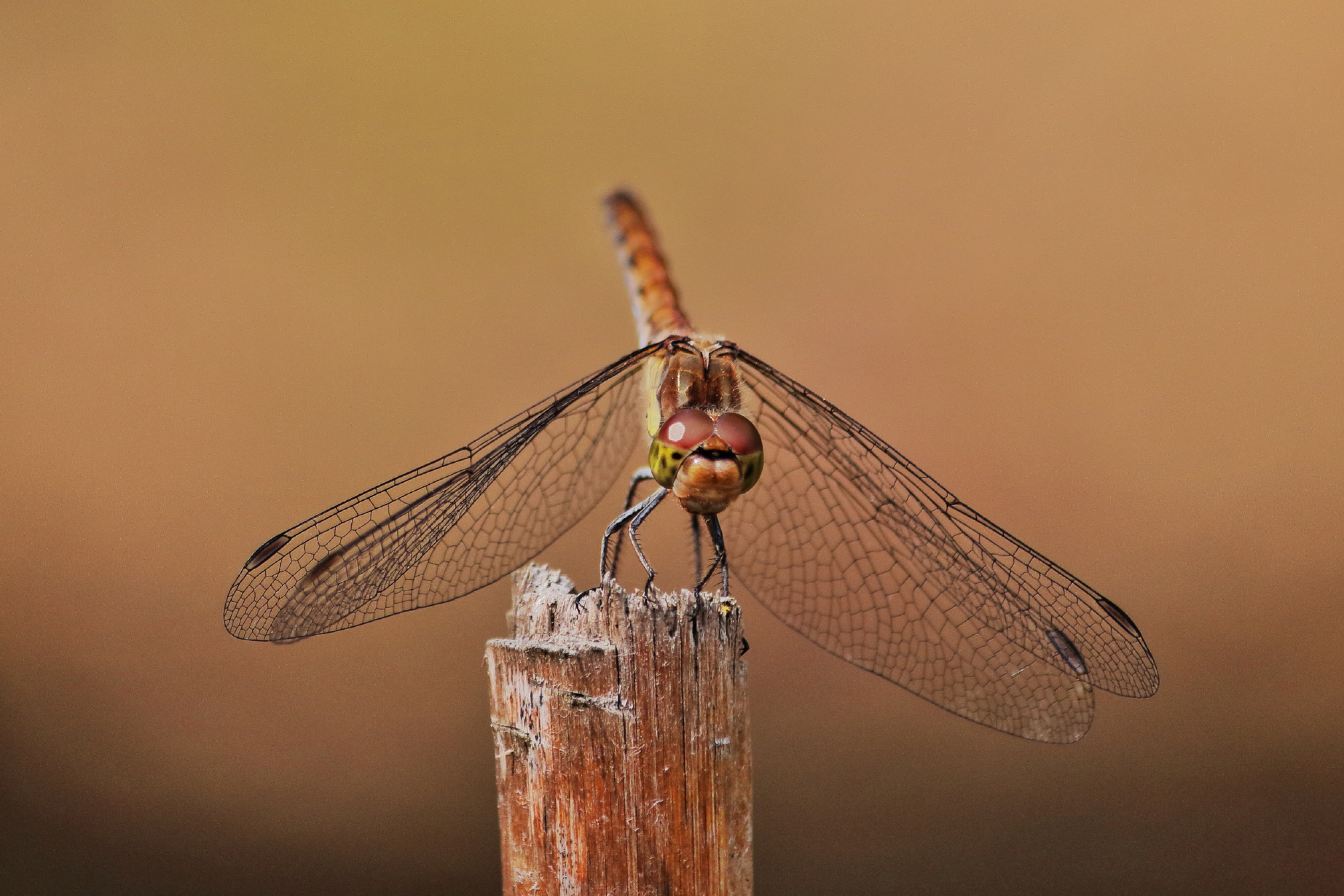 Early autumn dragonfly