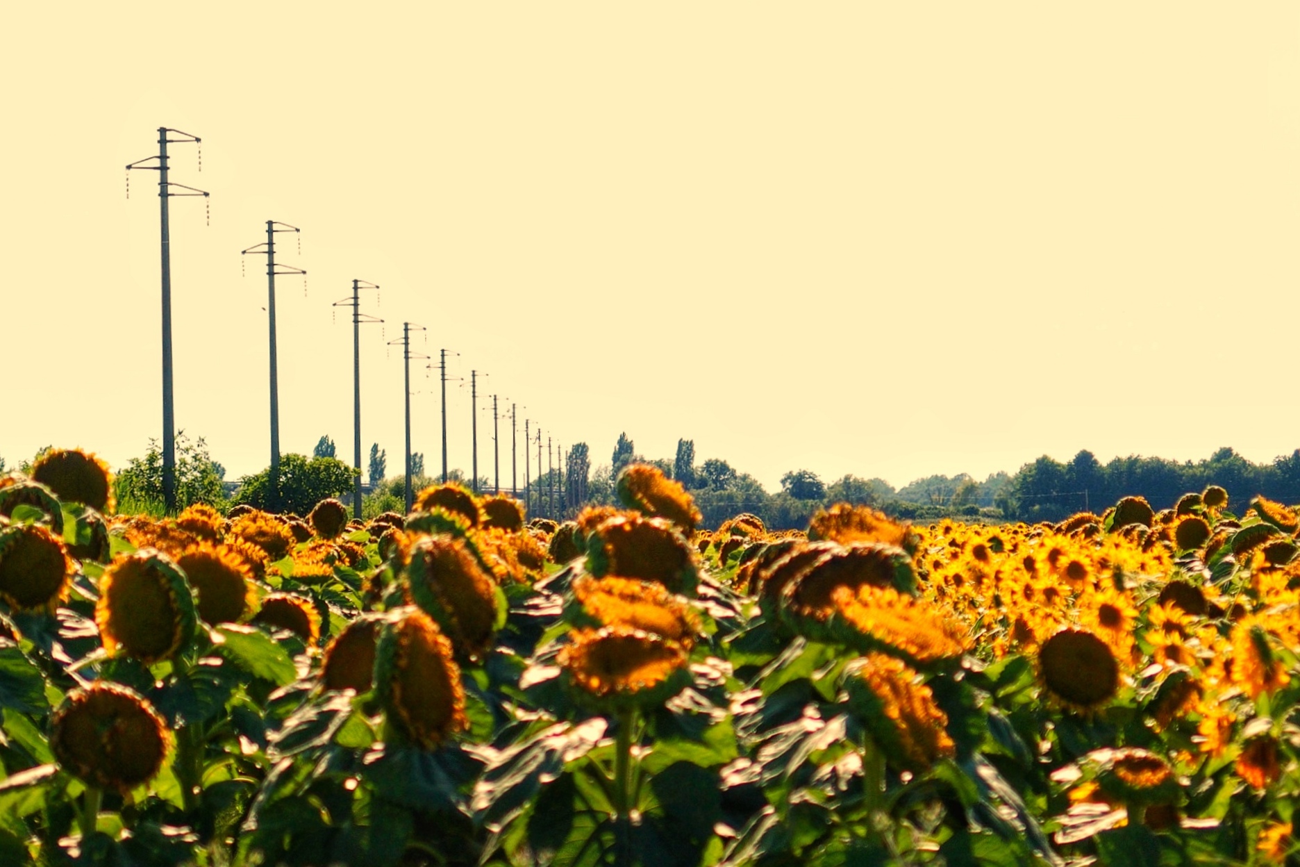 Field of sunflowers