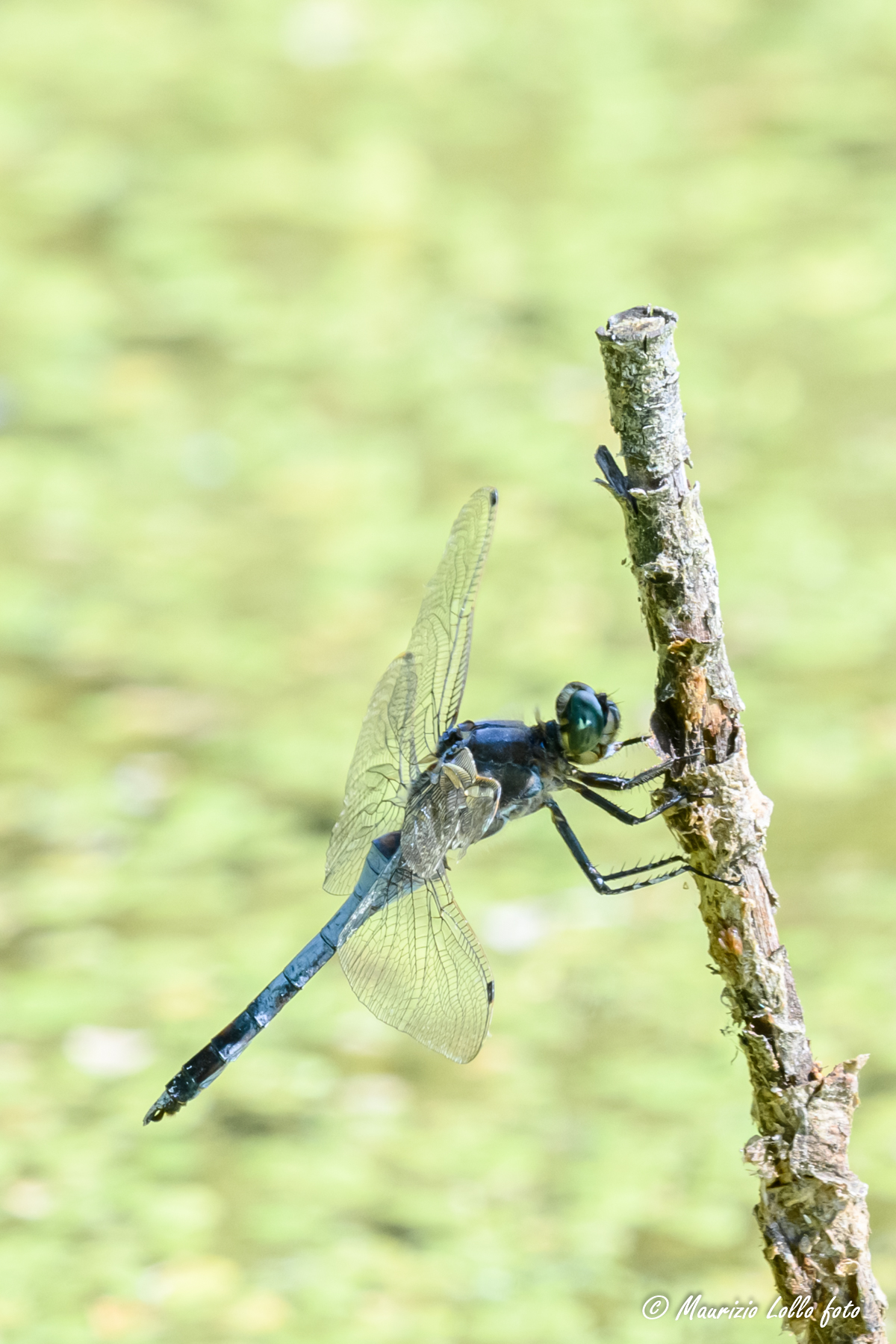 Blue dragonfly