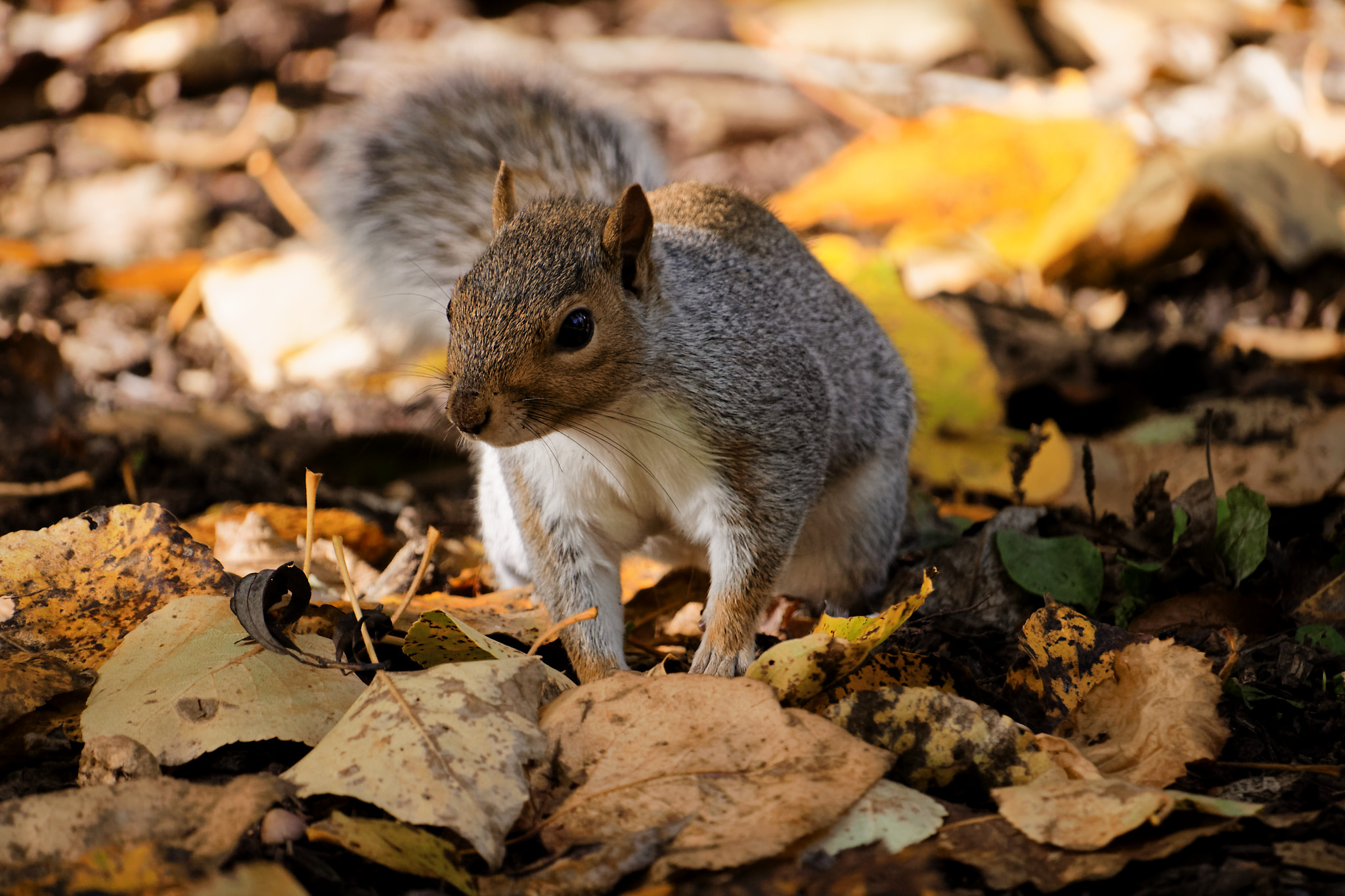Grey Squirrel