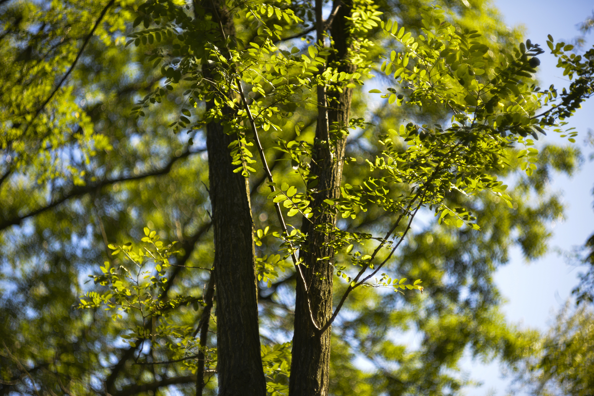 kinoptik 75mm f2 apochromat