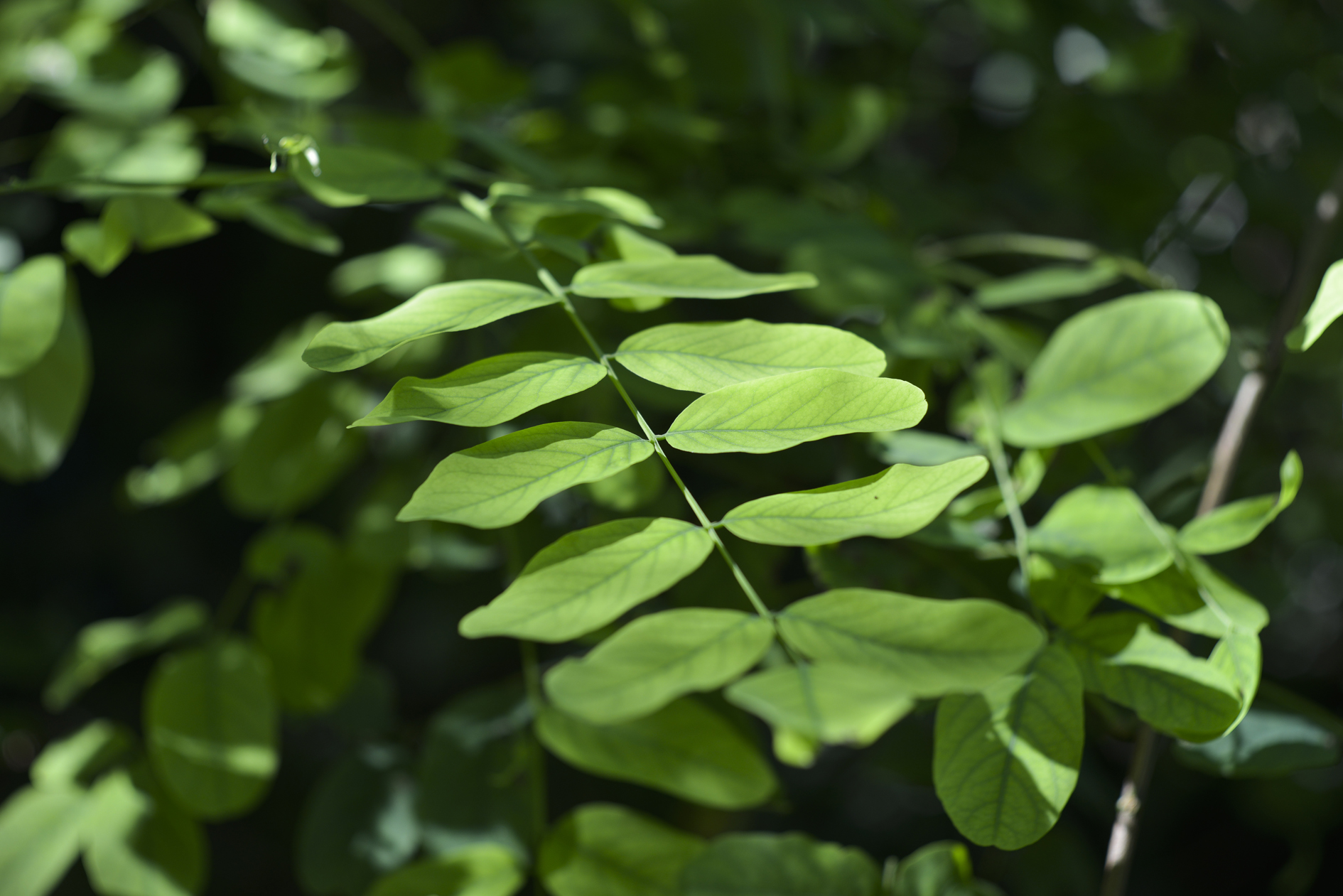 kinoptik 75mm f2 apochromat