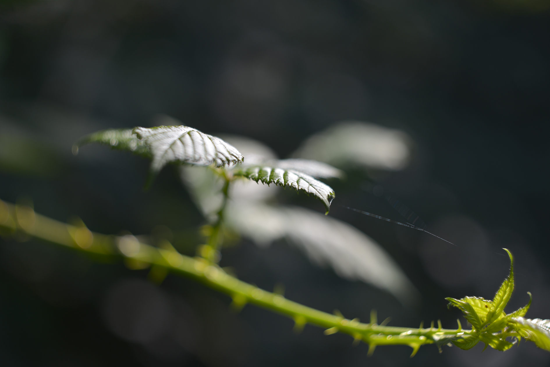 kinoptik 75mm f2 apochromat