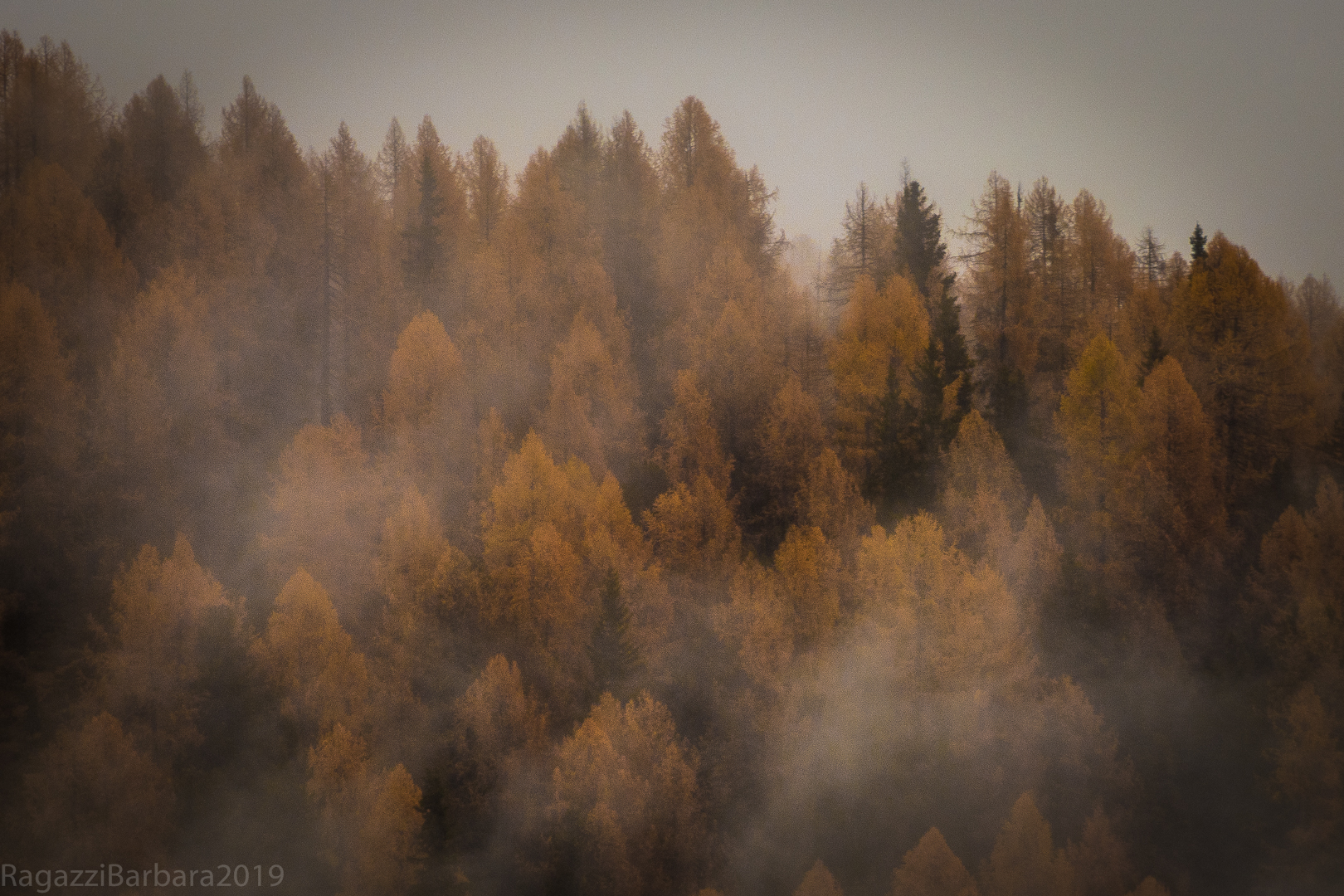 And the woods dressed in fog.....