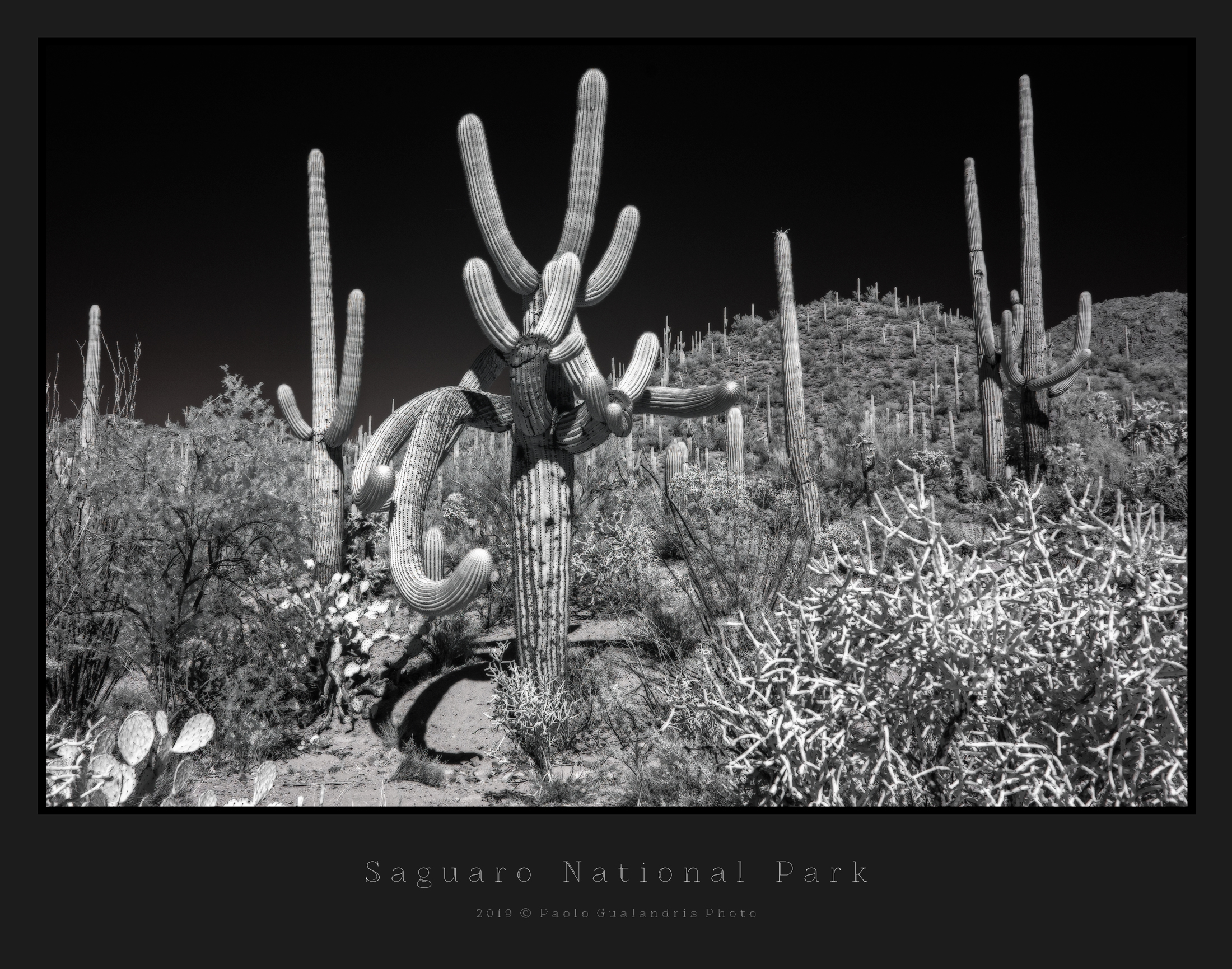Saguaro National Park