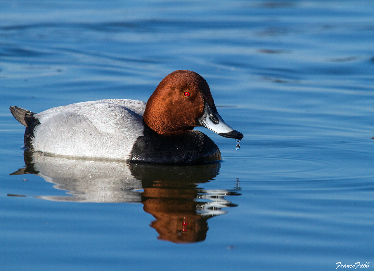 Pochard