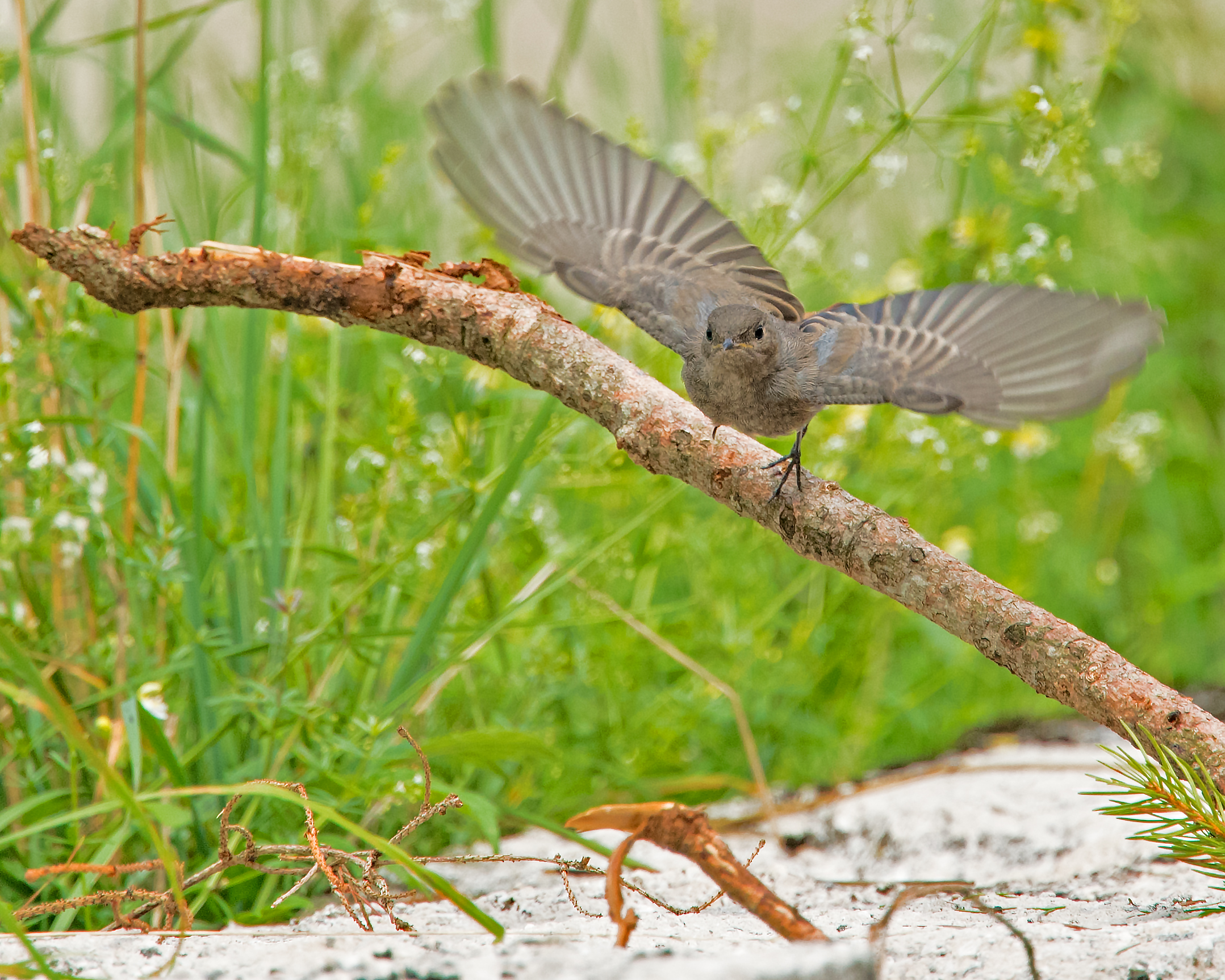 codirosso spazzacamino