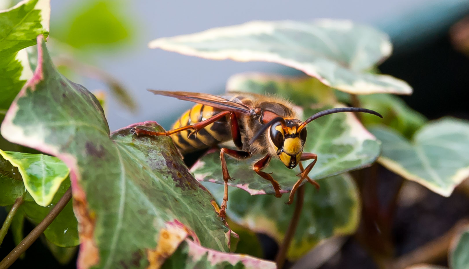European crabro vespa