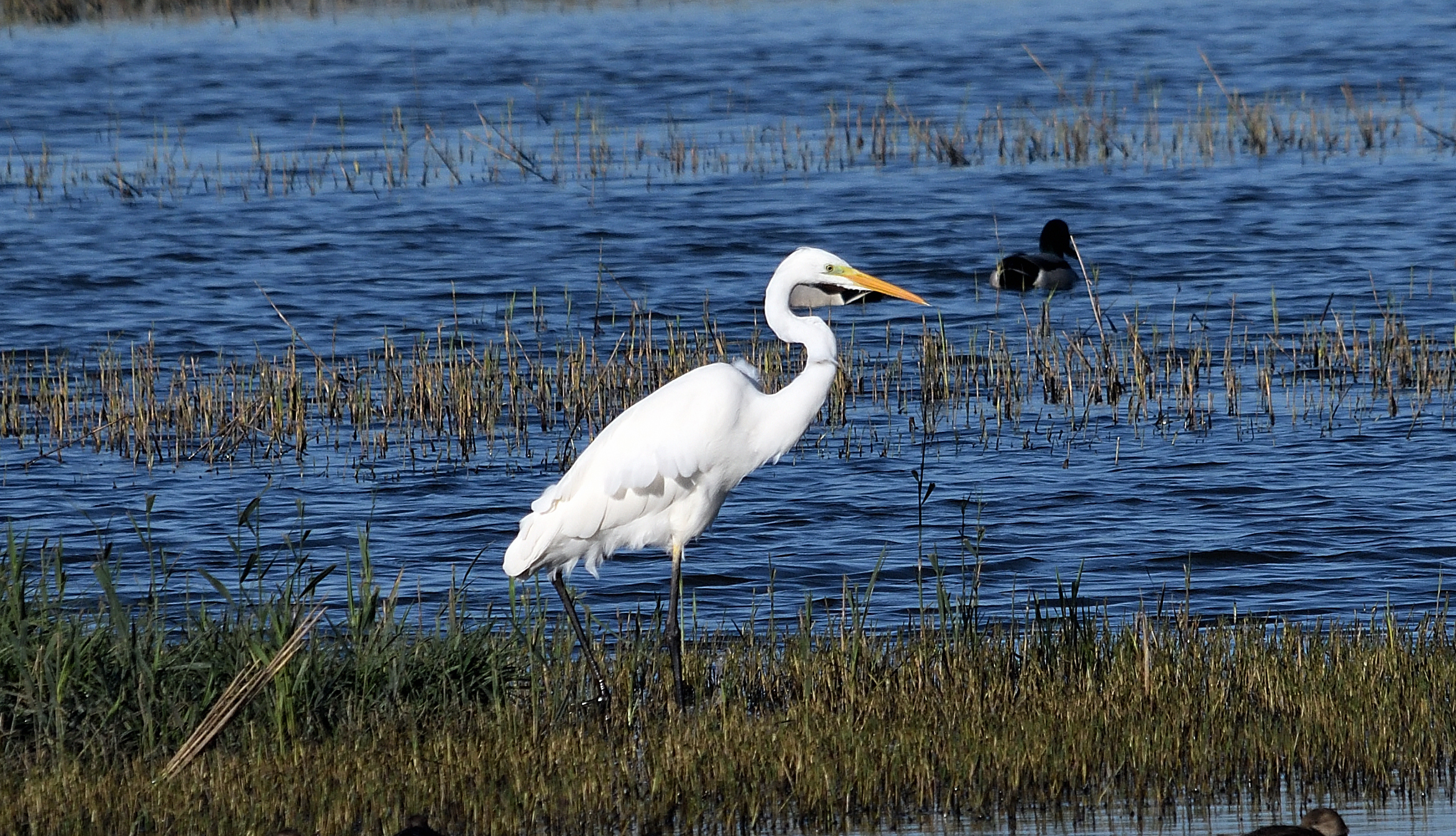 tanto per riempire le gallerie