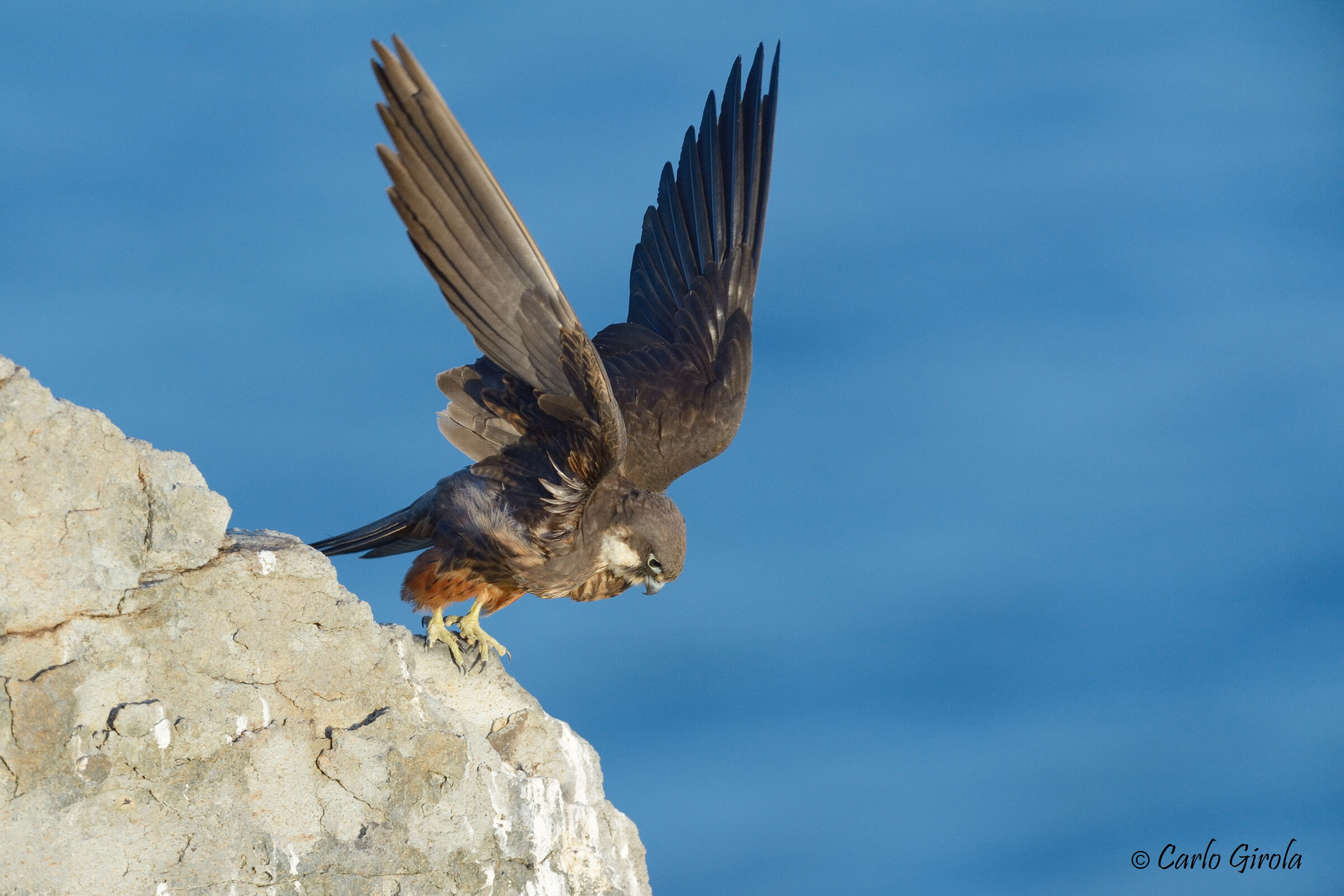 Falco della regina (Falco eleonorae)