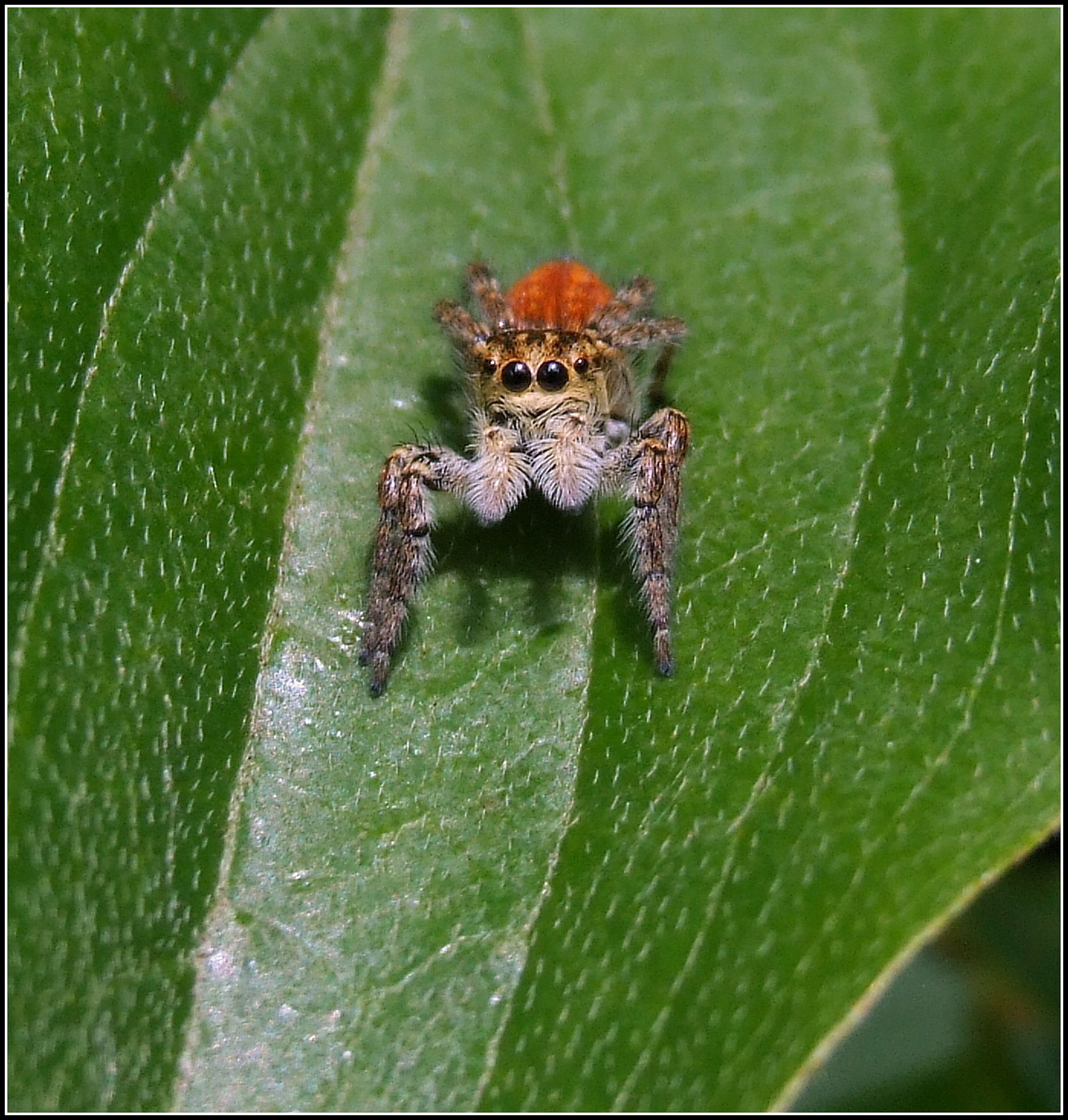 " Carrhotus xanthogram " female