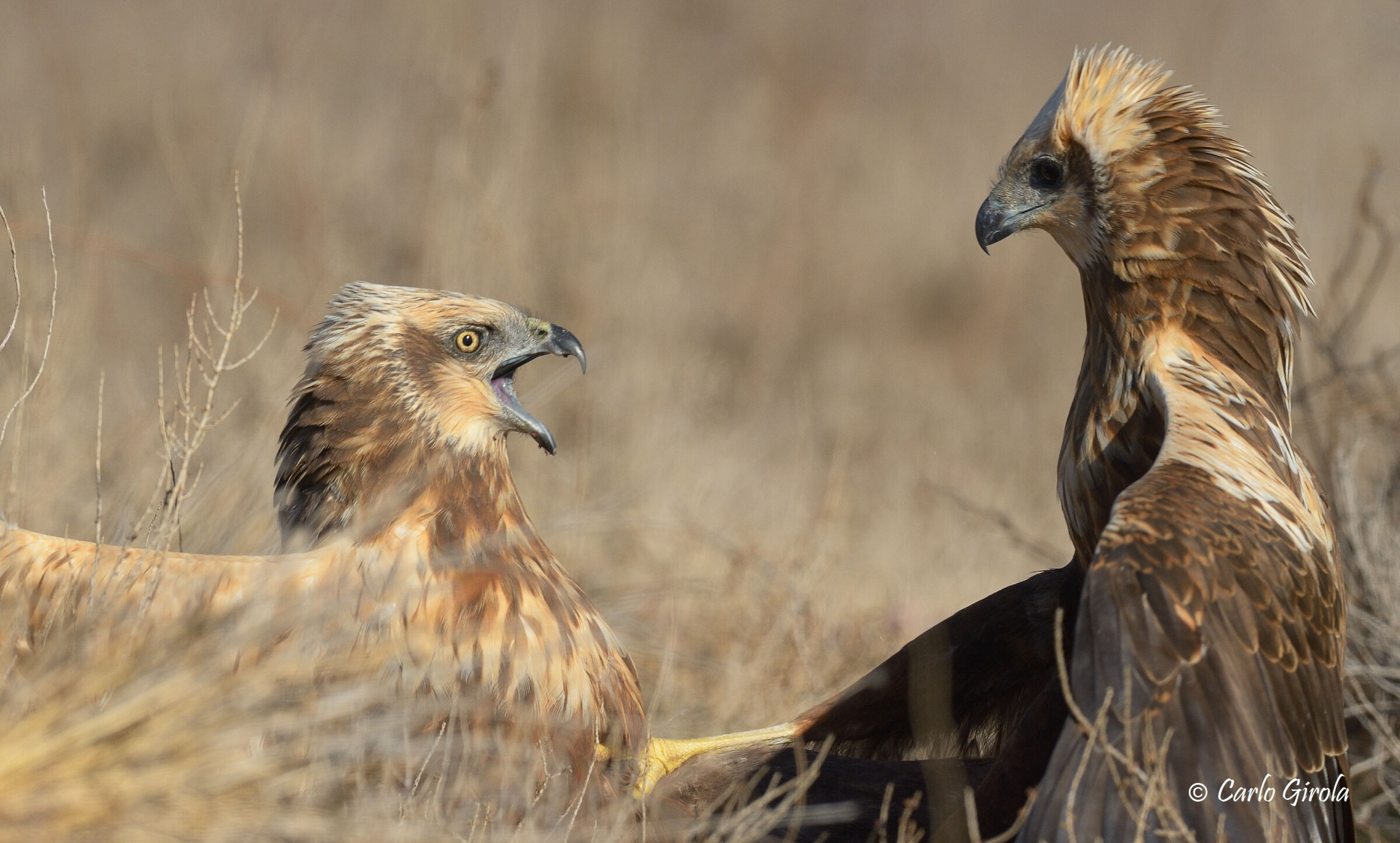 Falco di palude (Circus aeruginosus)