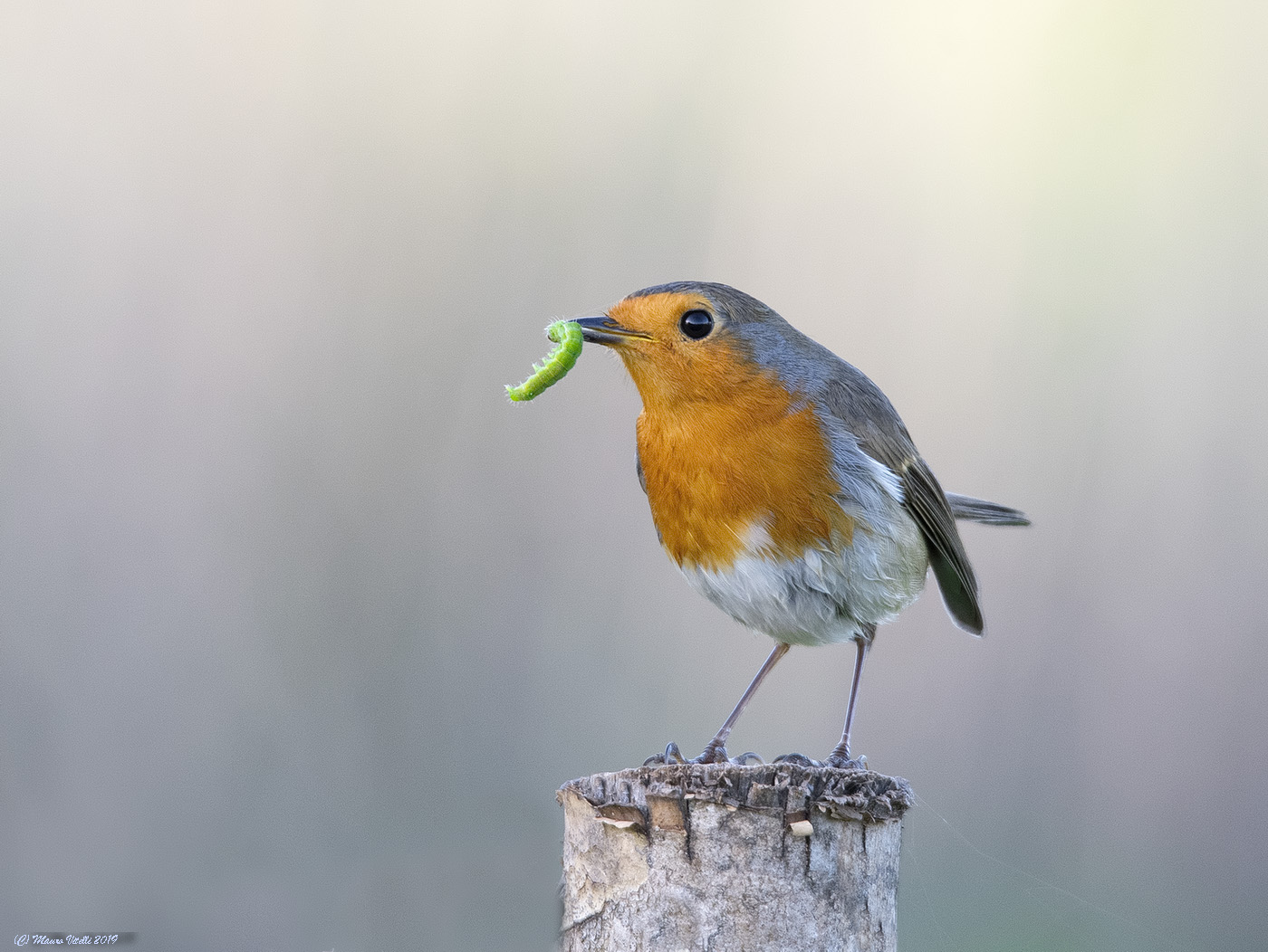 Pettirosso con preda (Erithacus rubecula)