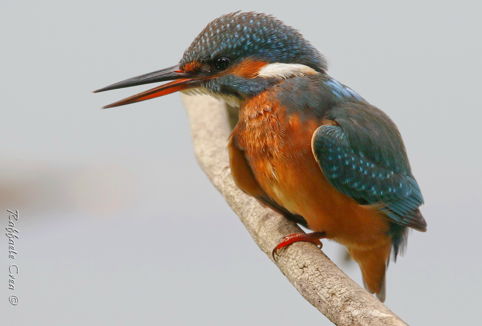 Martin Fisher Female