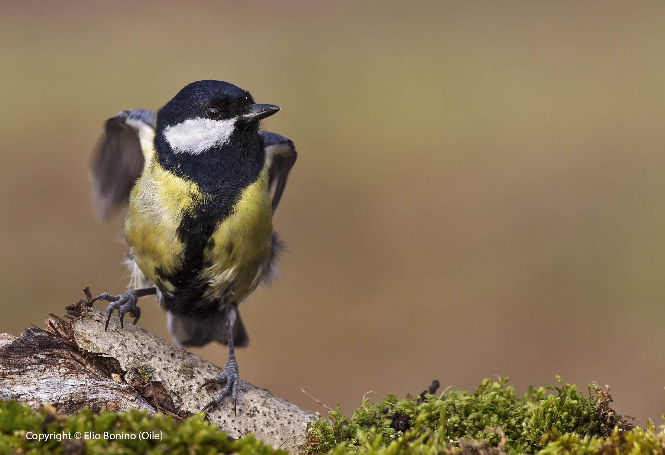 An ordinary Tit (Parus major)