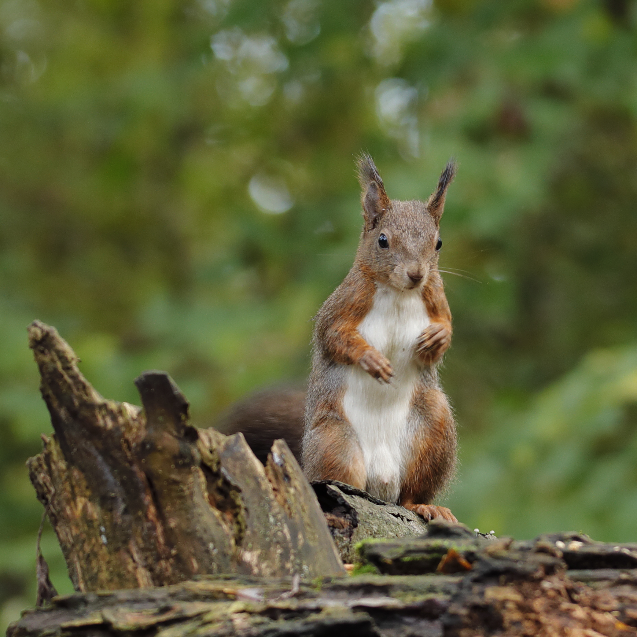Il folletto dei boschi