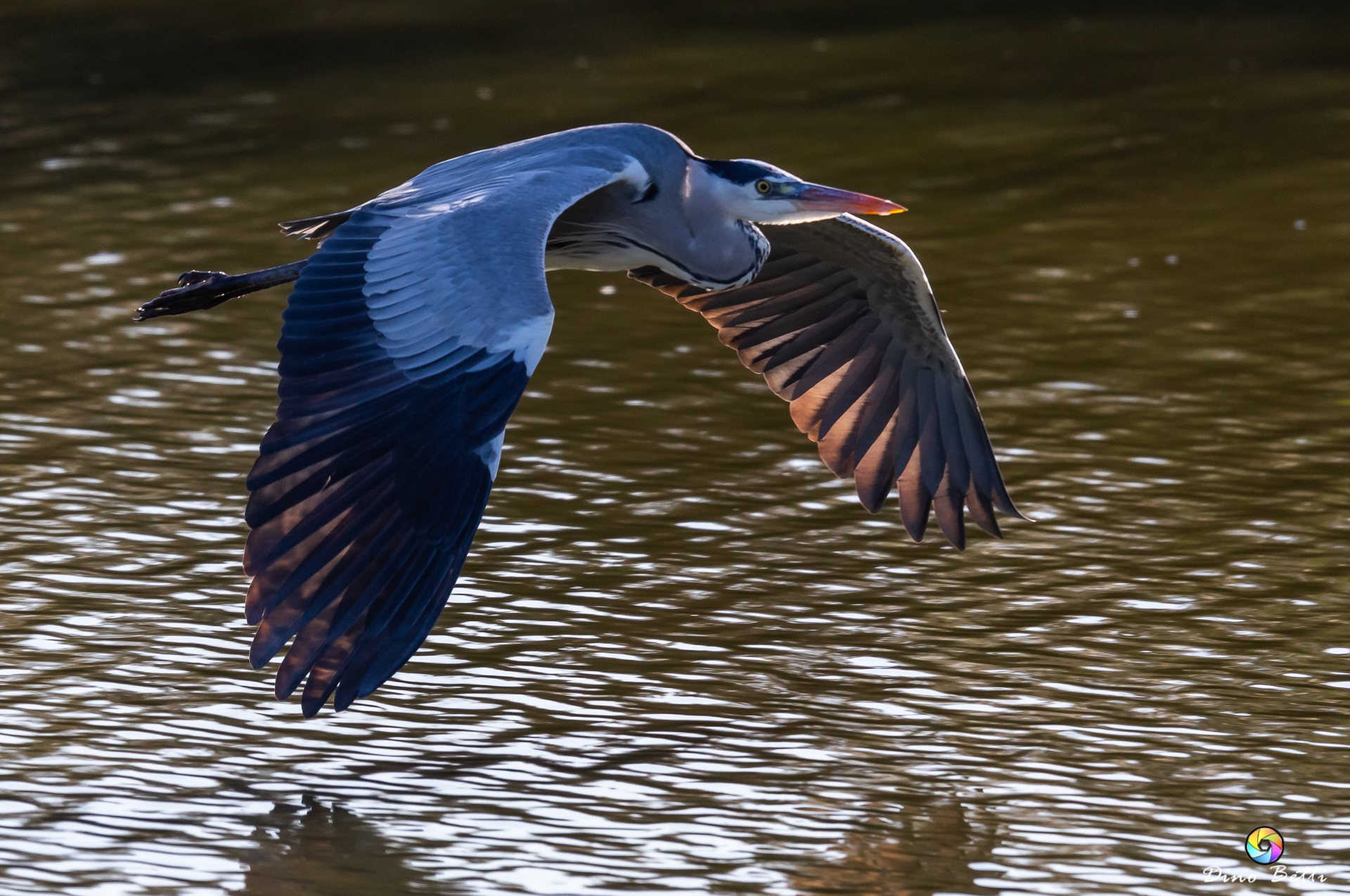 Cenerino in volo al tramonto