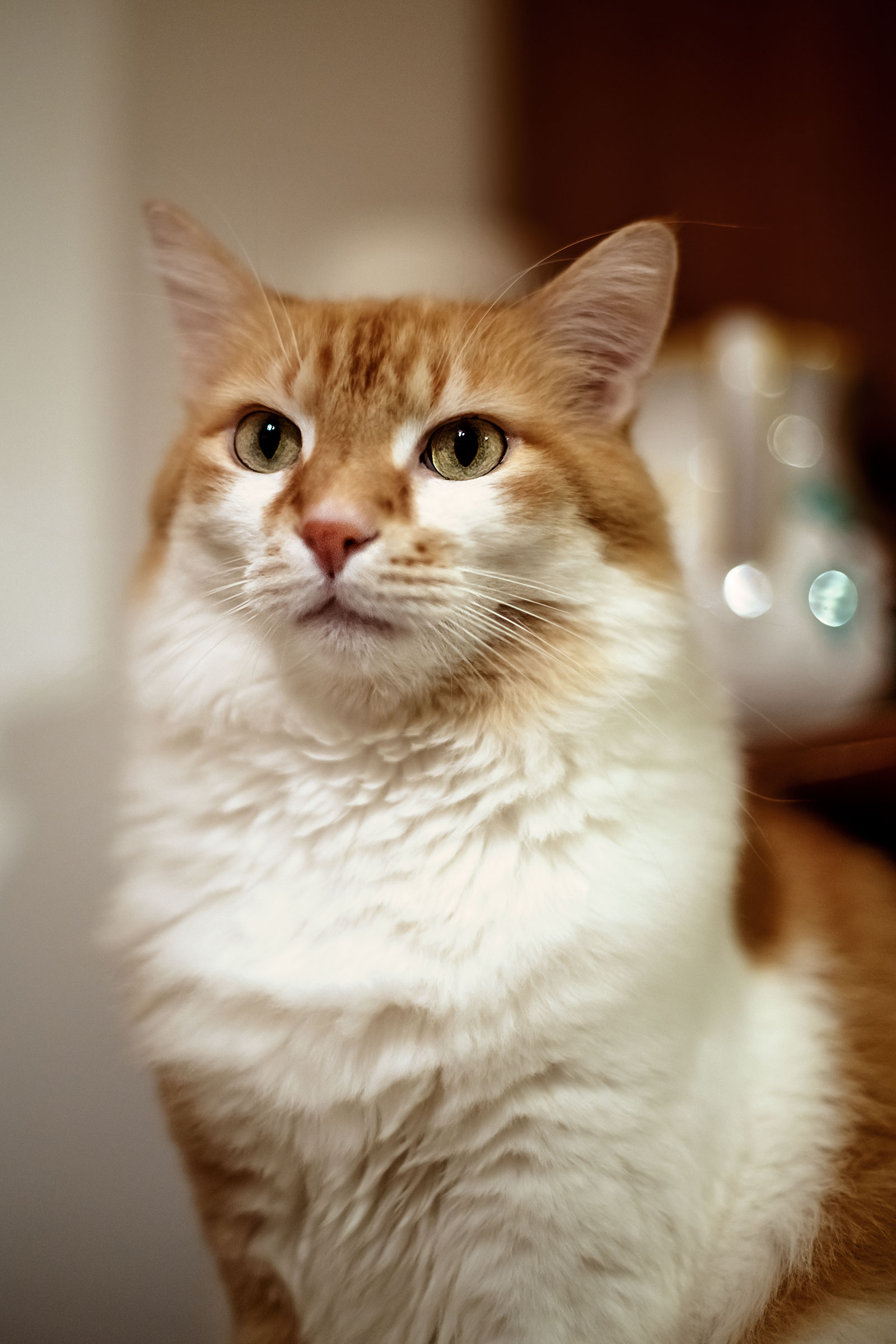 Ritratto Full Frame a Micione