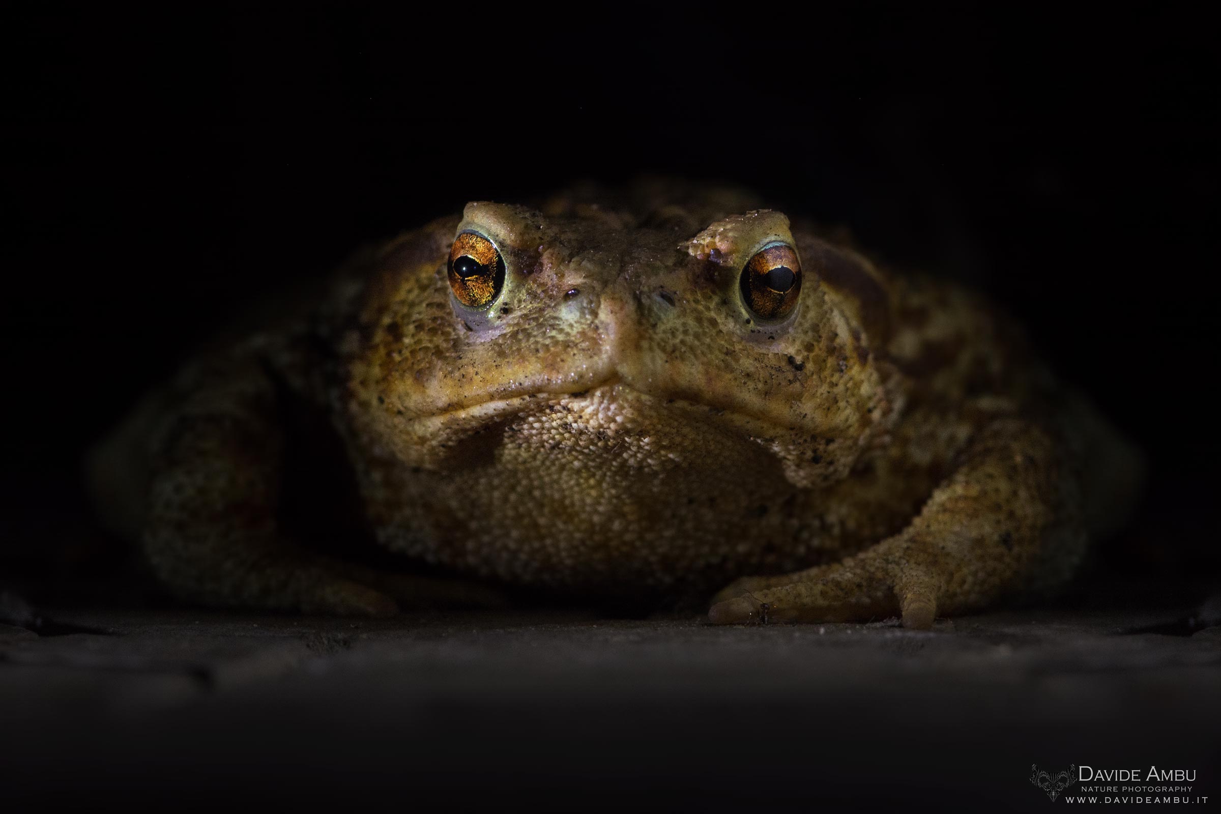 Common Toad